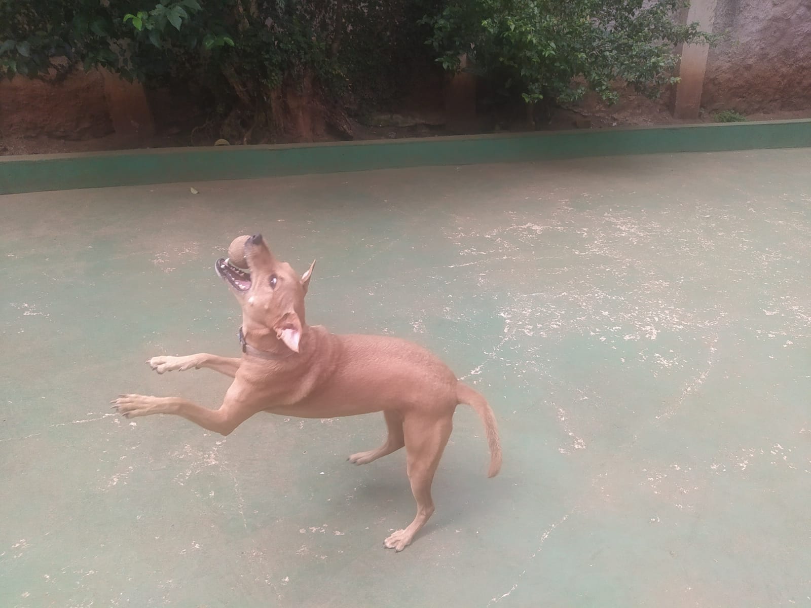 Foto do dia 09/04/2026 11:46  na clínica Animal House