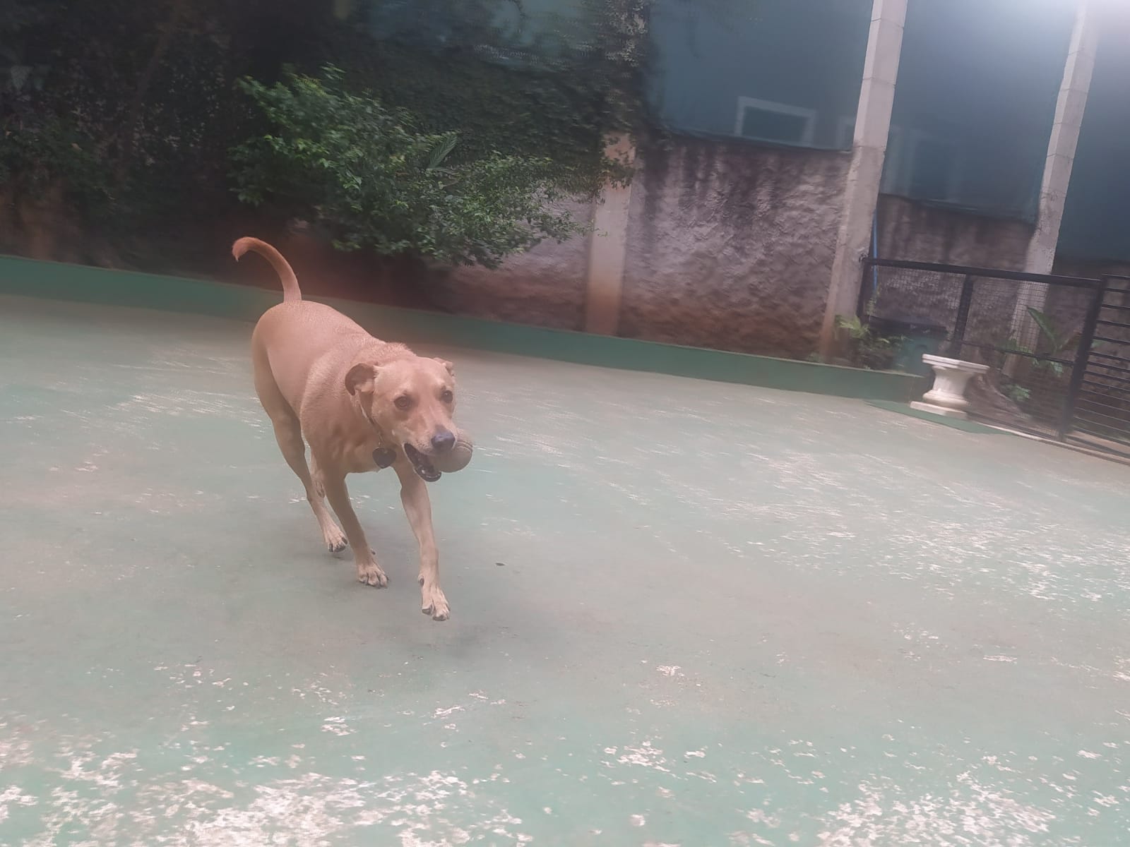 Foto do dia 09/04/2026 11:46  na clínica Animal House