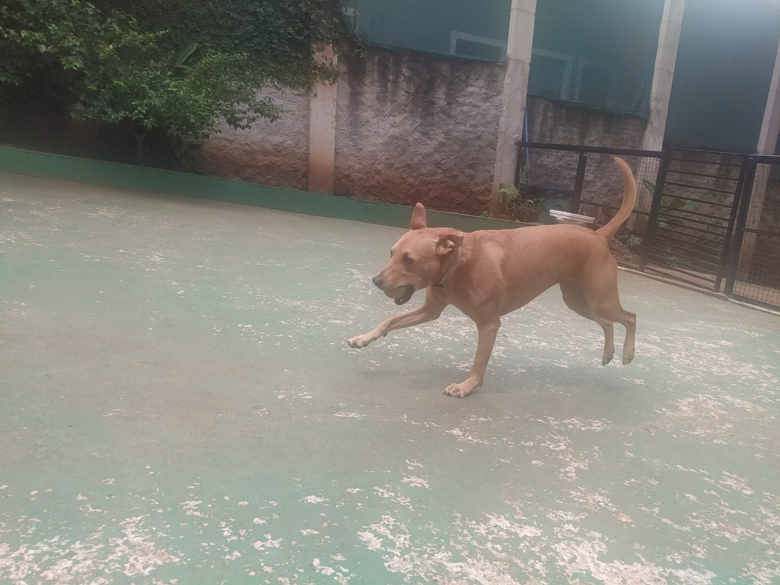 Foto do dia 09/04/2026 11:46  na clínica Animal House