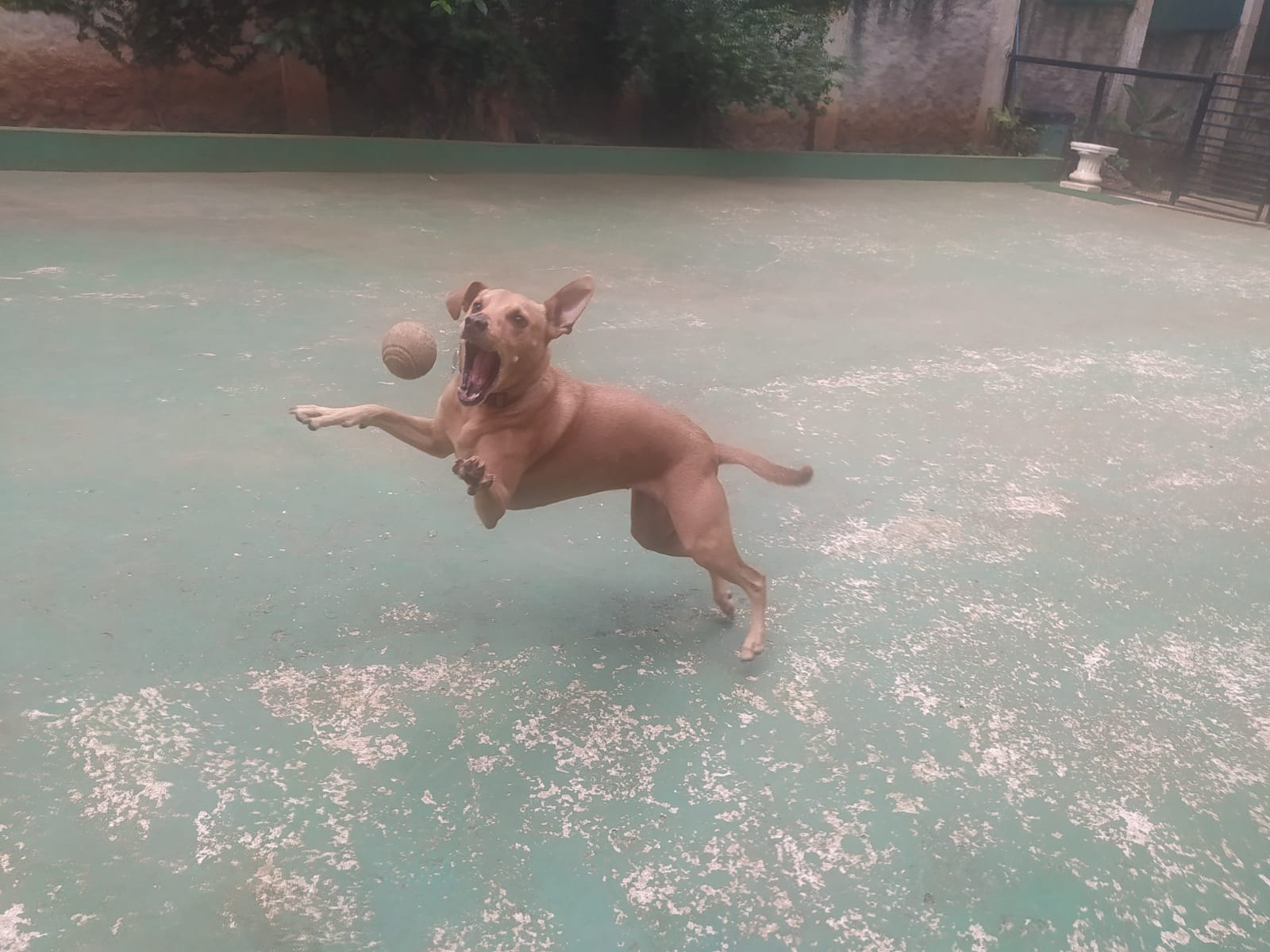 Foto do dia 09/04/2026 11:46  na clínica Animal House