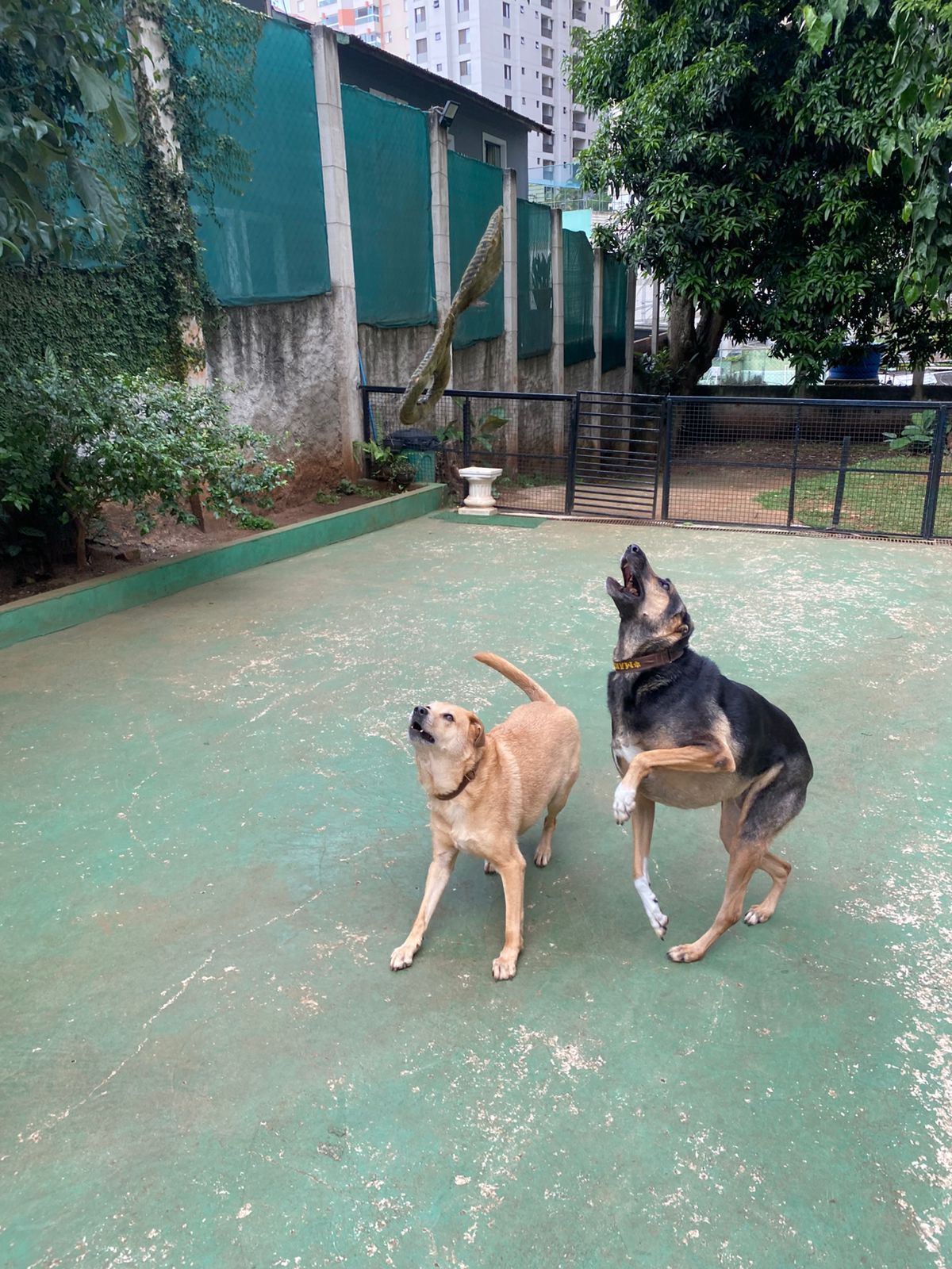 Foto do dia 10/04/2026 10:15  na clínica Animal House