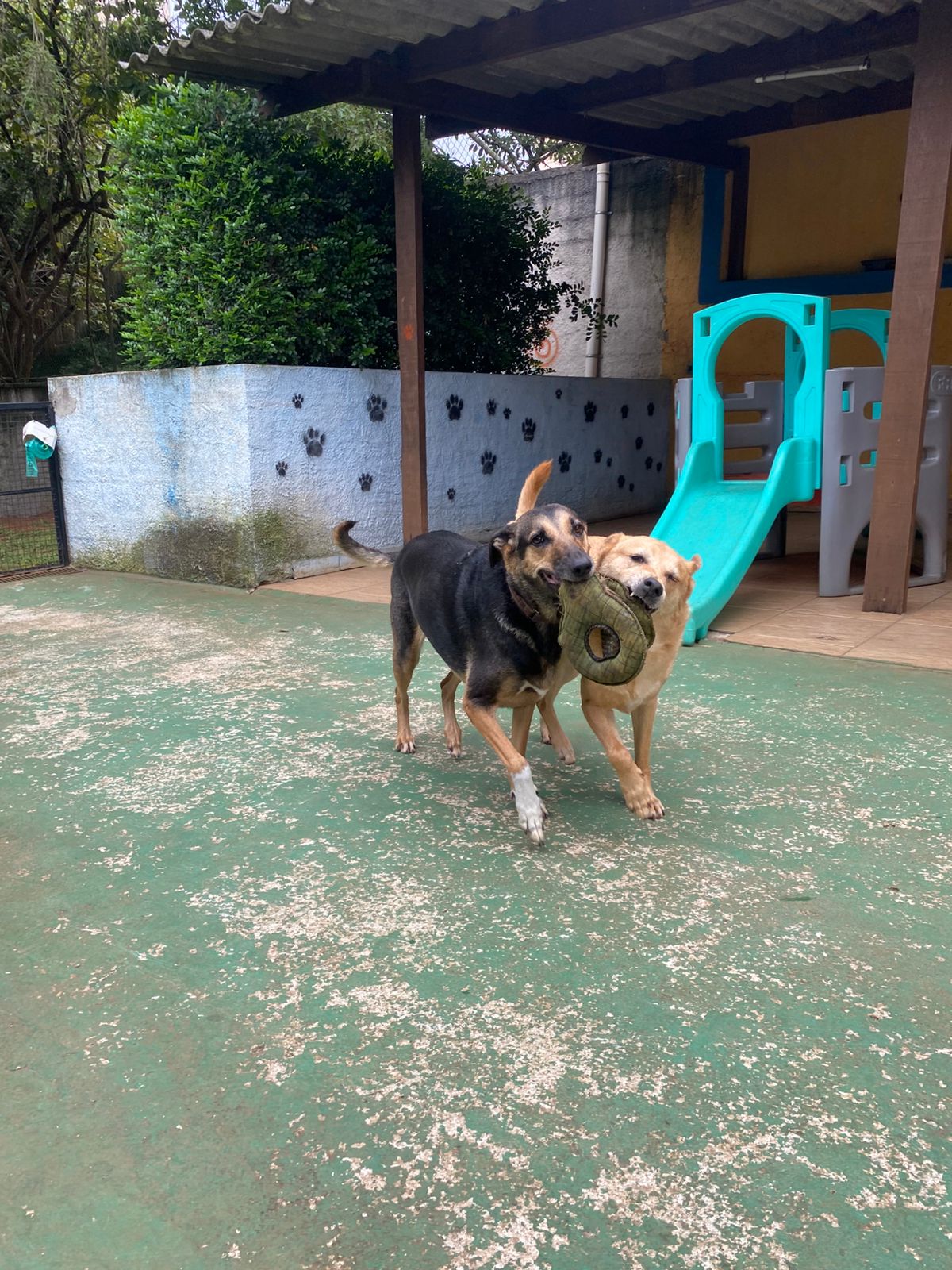 Foto do dia 10/04/2026 10:15  na clínica Animal House