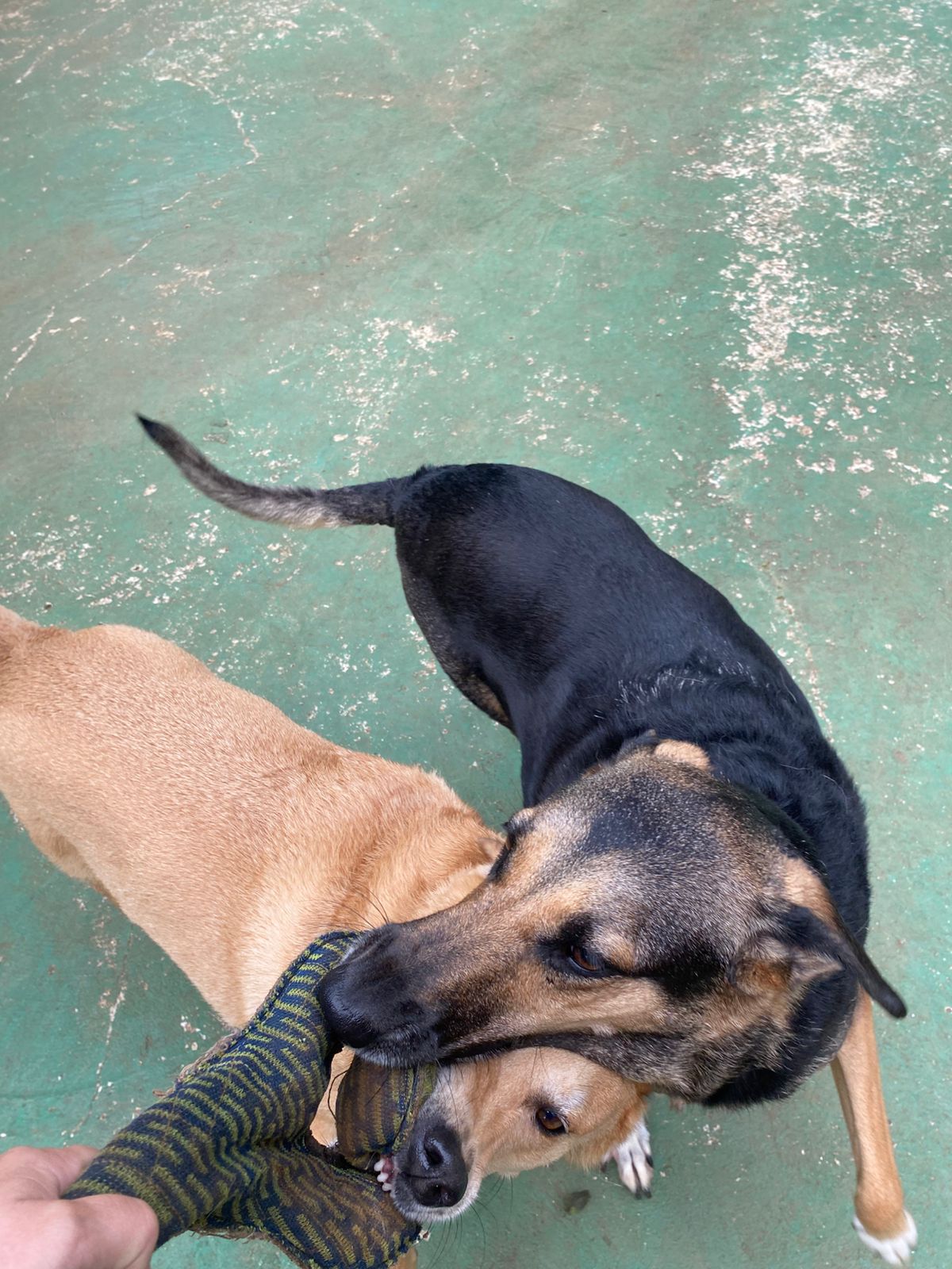 Foto do dia 10/04/2026 10:15  na clínica Animal House