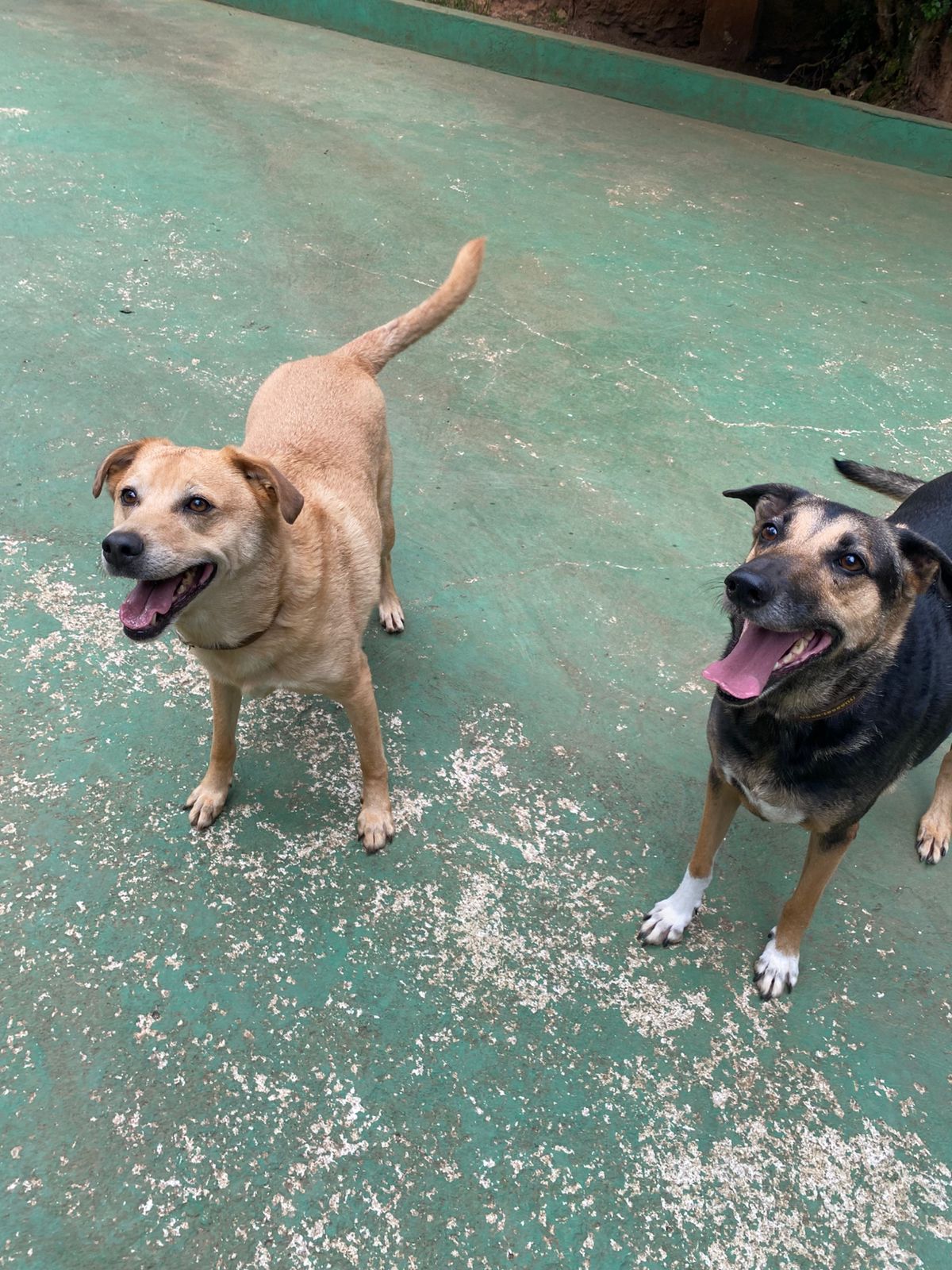 Foto do dia 10/04/2026 10:15  na clínica Animal House