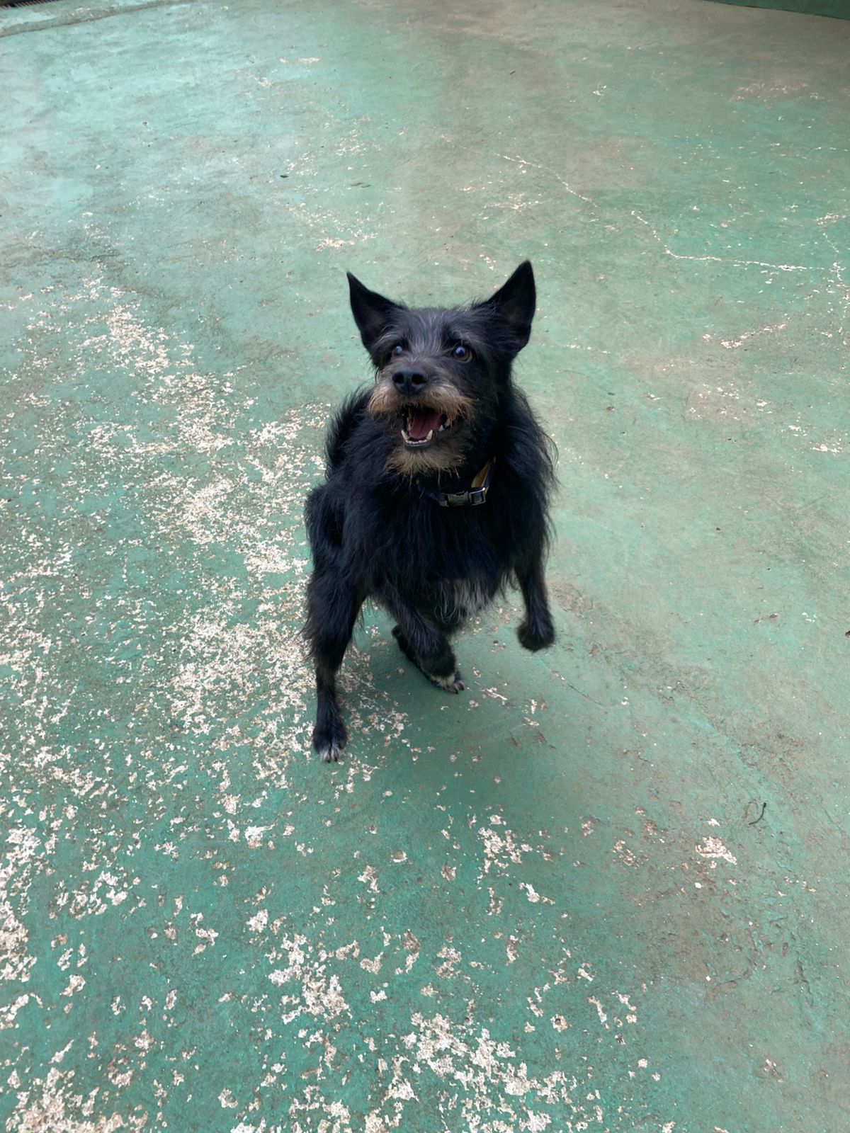 Foto do dia 10/04/2026 10:15  na clínica Animal House