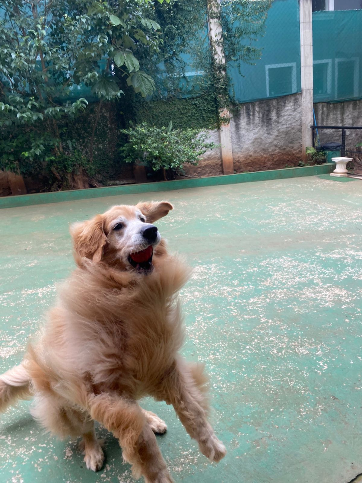 Foto do dia 10/04/2026 10:17  na clínica Animal House