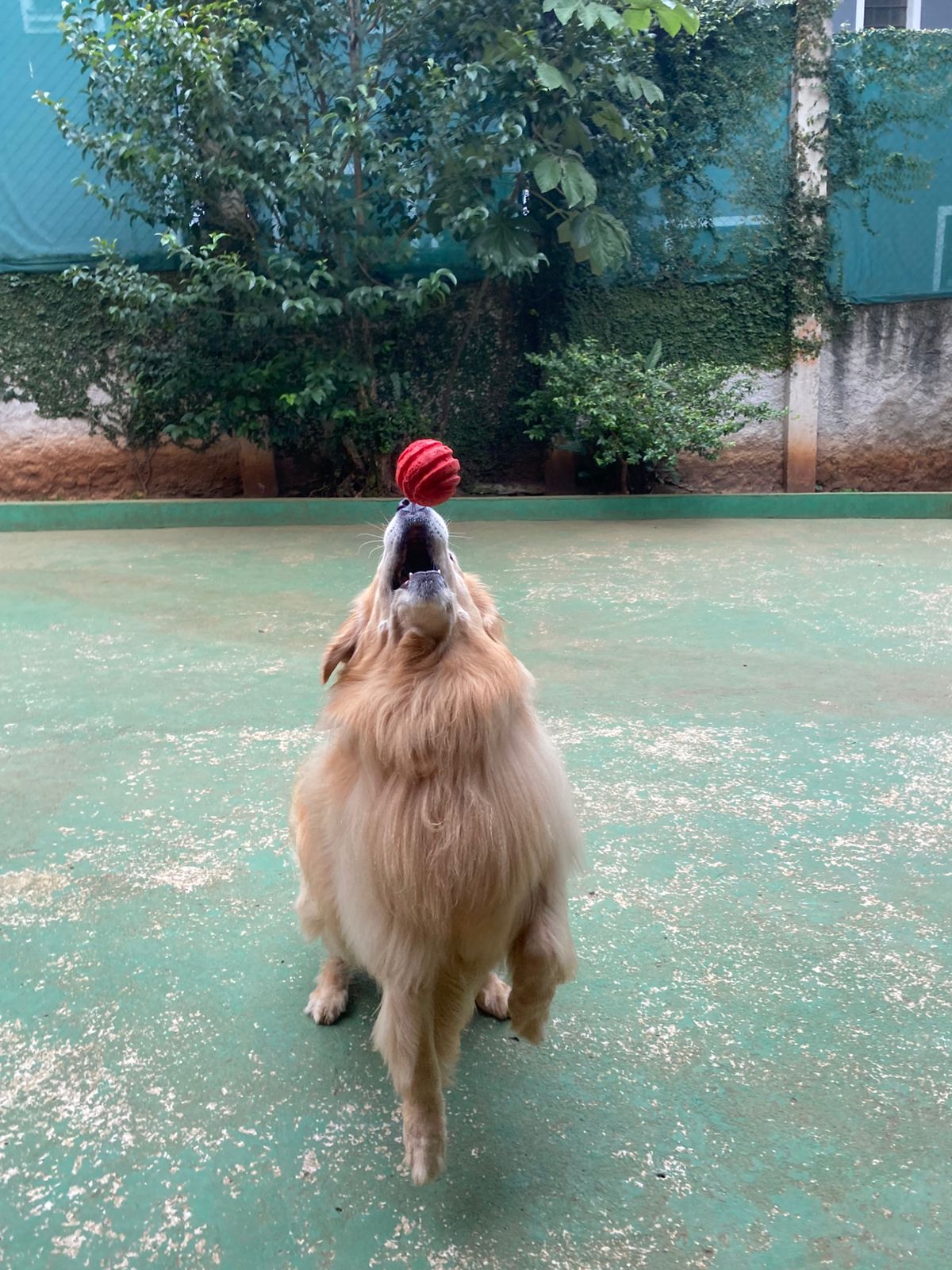 Foto do dia 10/04/2026 10:17  na clínica Animal House