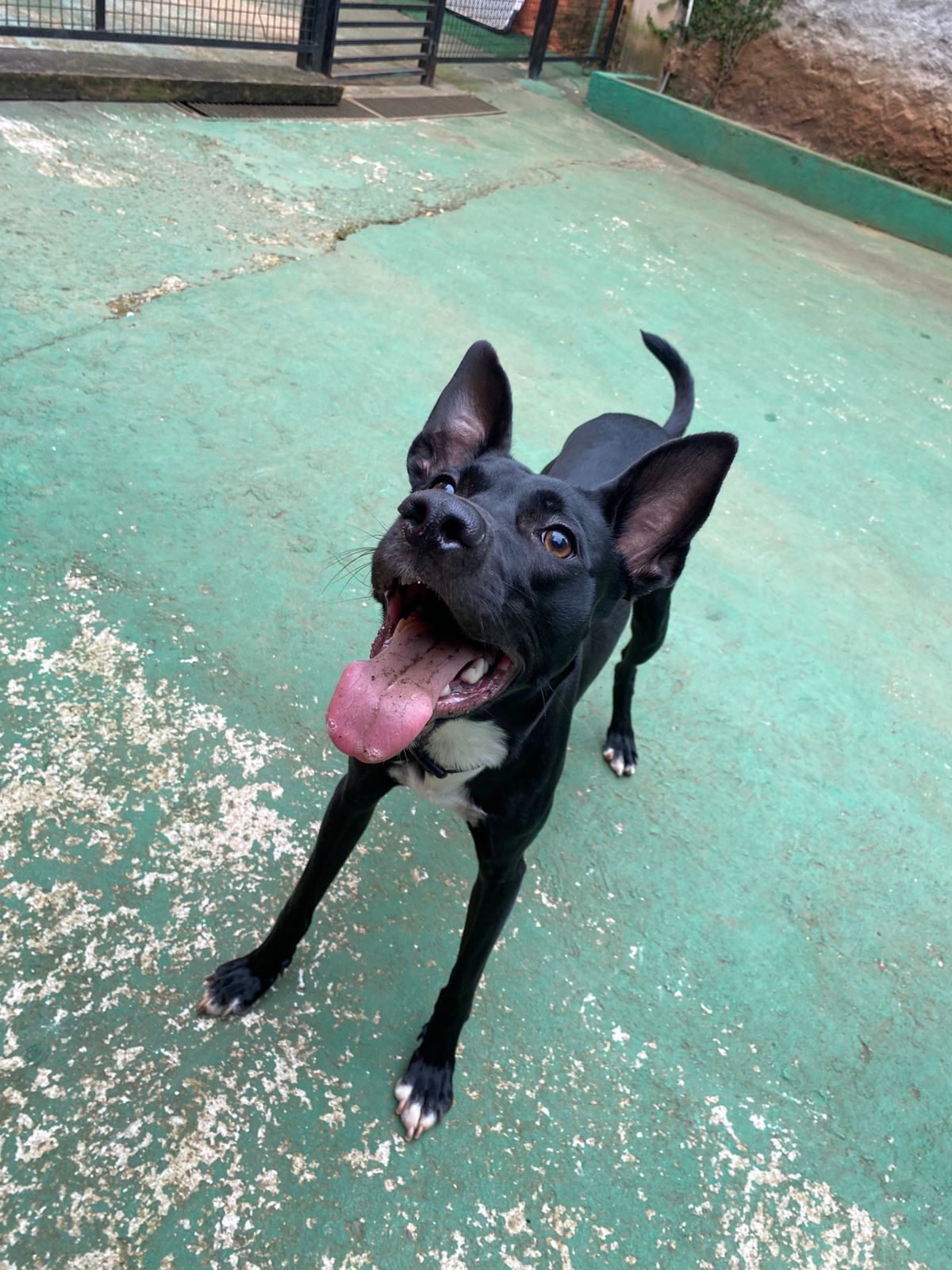 Foto do dia 10/04/2026 10:17  na clínica Animal House