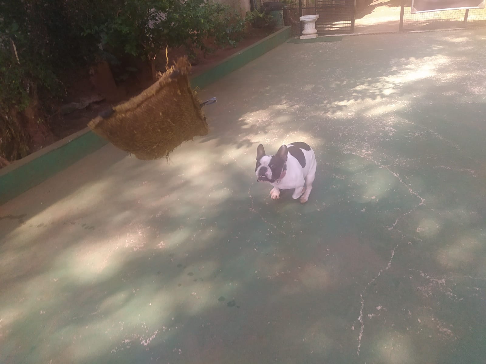 Foto do dia 13/04/2026 10:06  na clínica Animal House