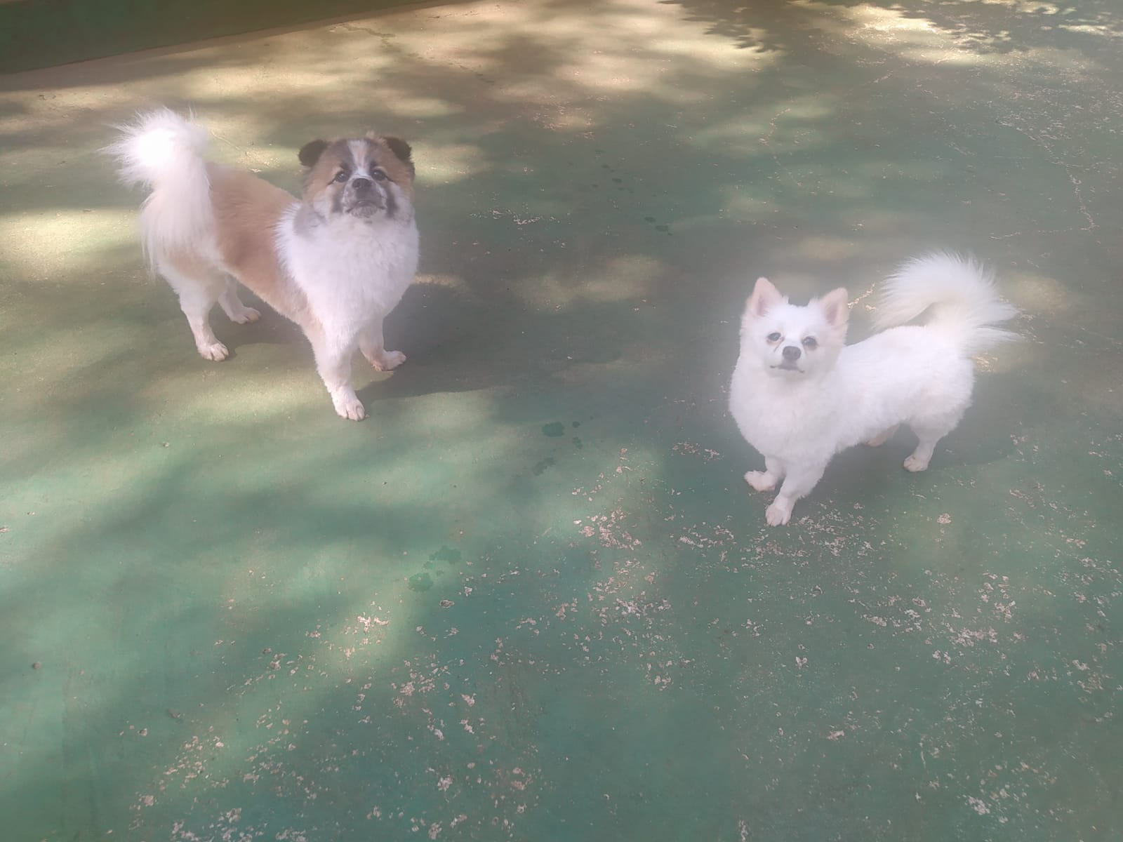 Foto do dia 13/04/2026 10:17  na clínica Animal House