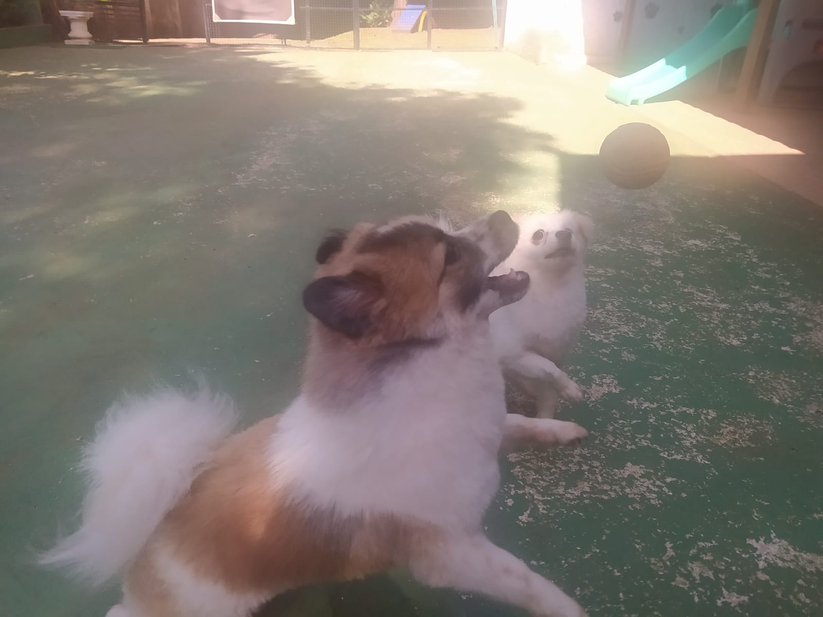 Foto do dia 13/04/2026 10:17  na clínica Animal House