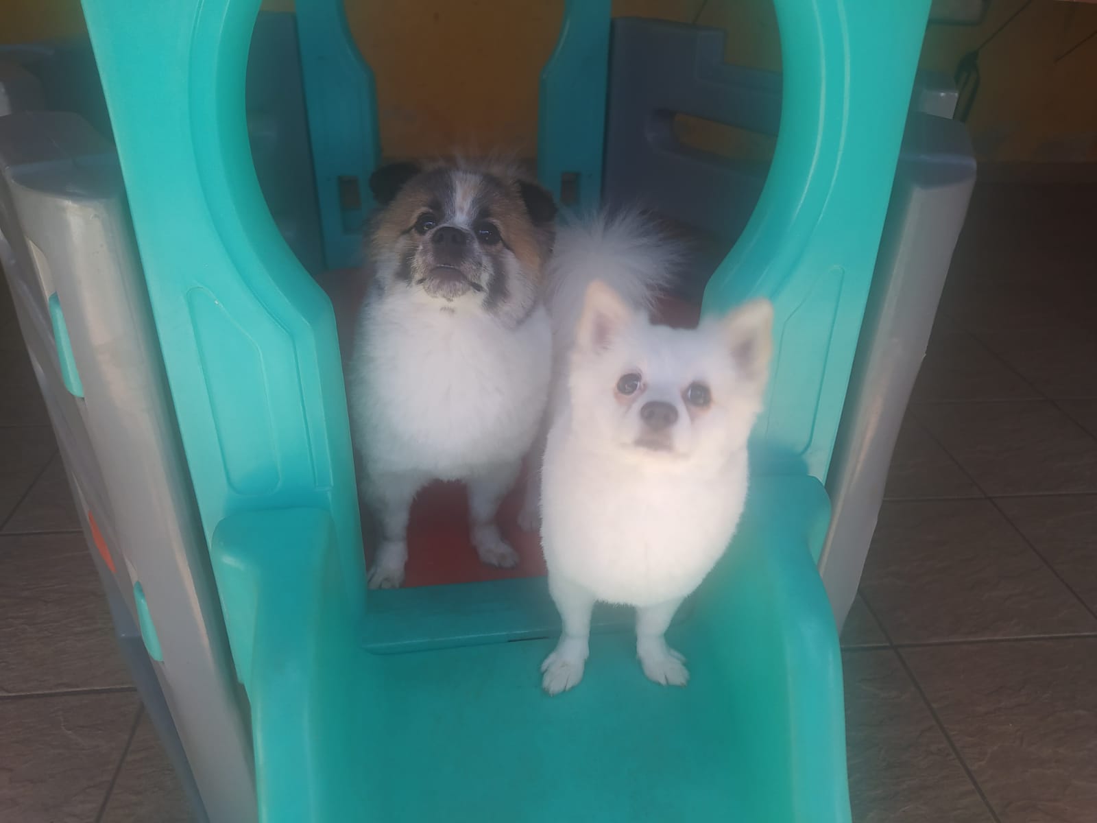 Foto do dia 13/04/2026 10:17  na clínica Animal House