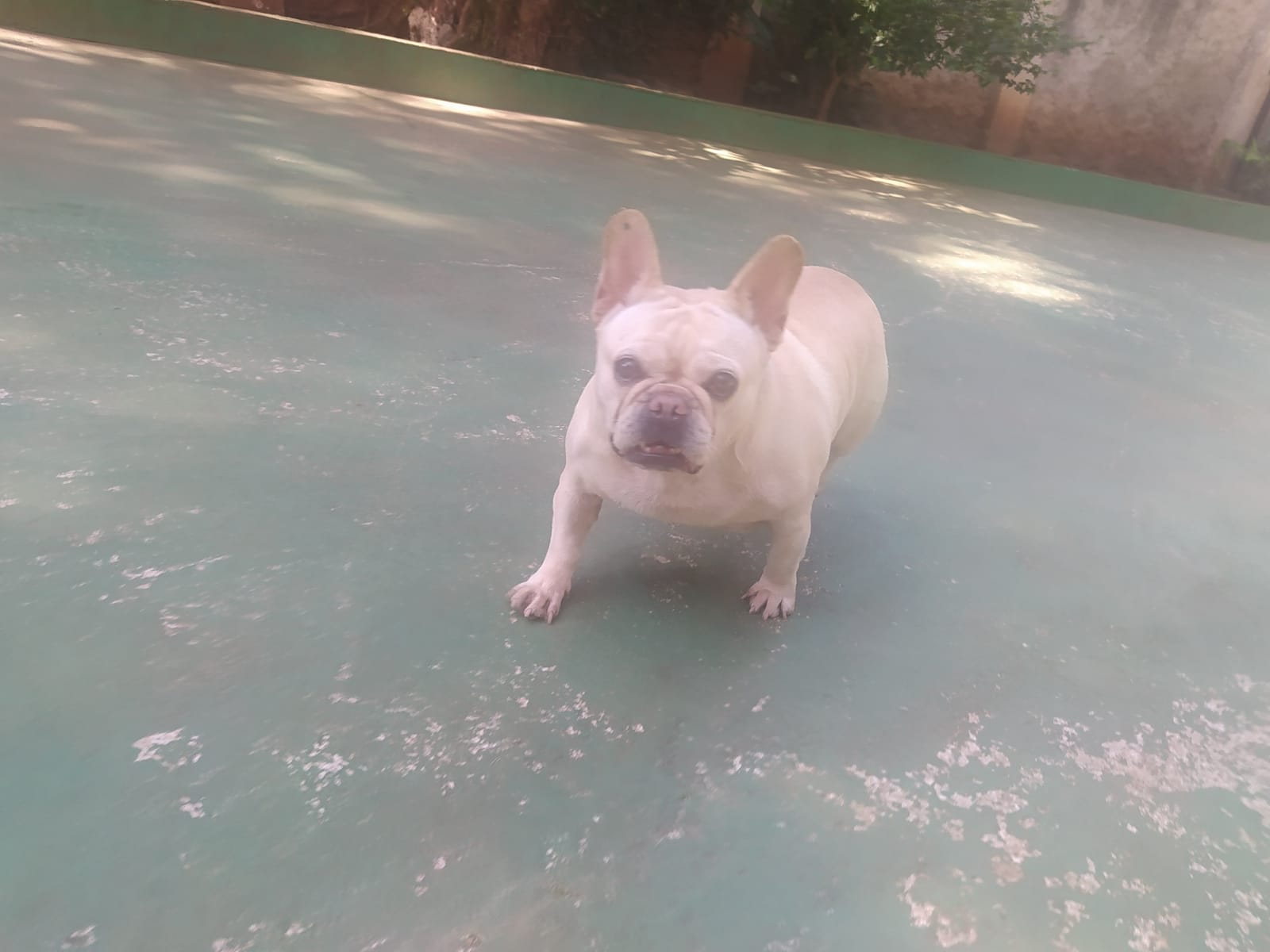 Foto do dia 13/04/2026 10:29  na clínica Animal House