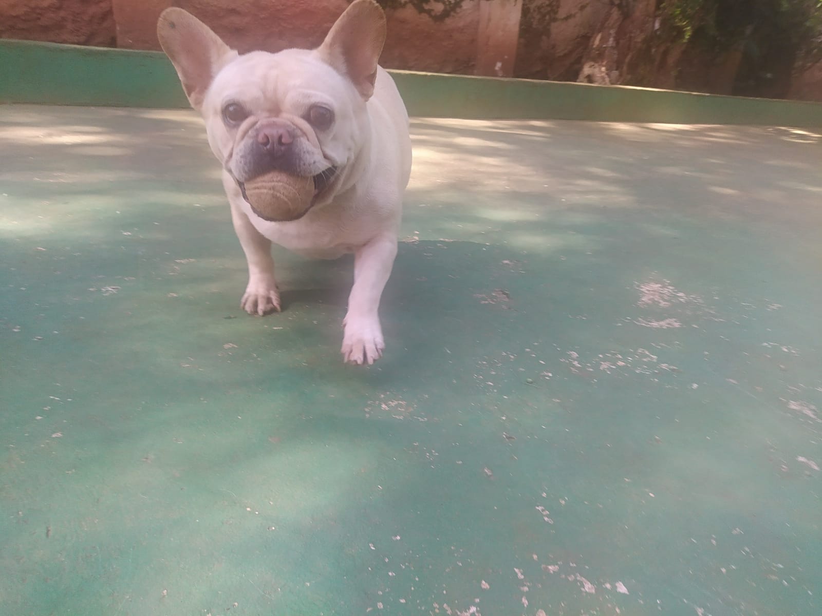 Foto do dia 13/04/2026 10:29  na clínica Animal House