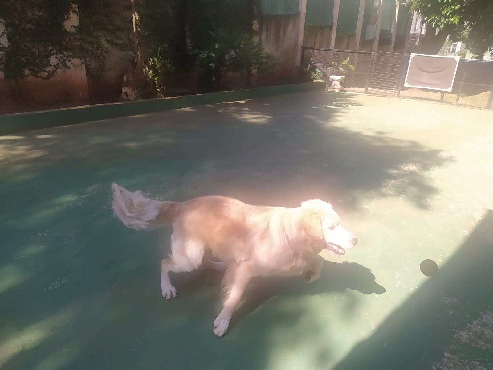 Foto do dia 13/04/2026 10:38  na clínica Animal House