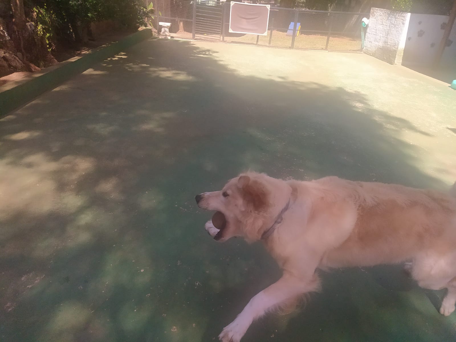 Foto do dia 13/04/2026 10:38  na clínica Animal House