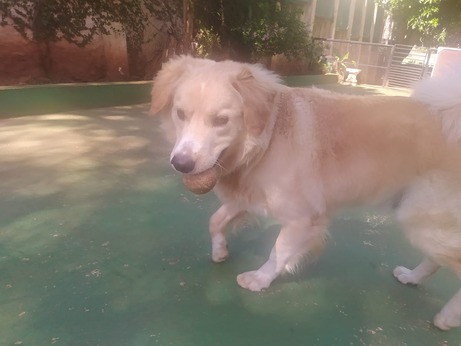 Foto do dia 13/04/2026 10:38  na clínica Animal House