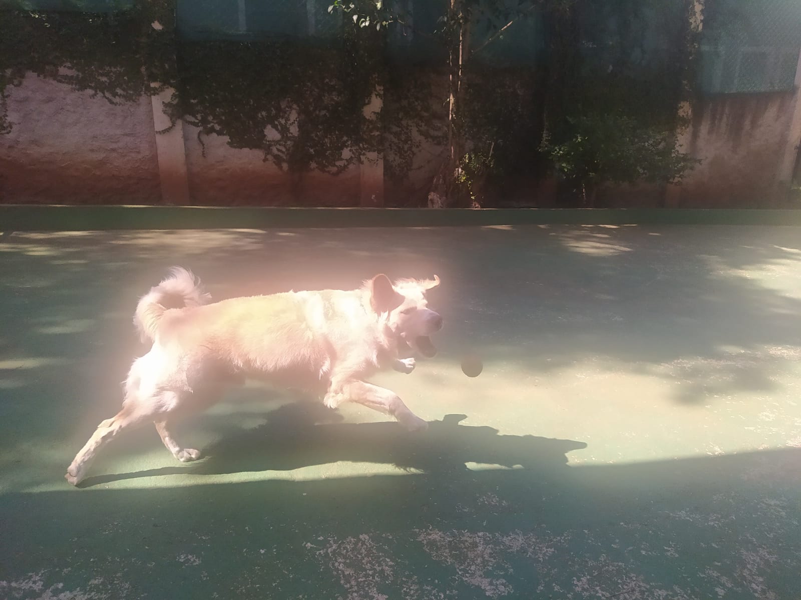 Foto do dia 13/04/2026 10:38  na clínica Animal House