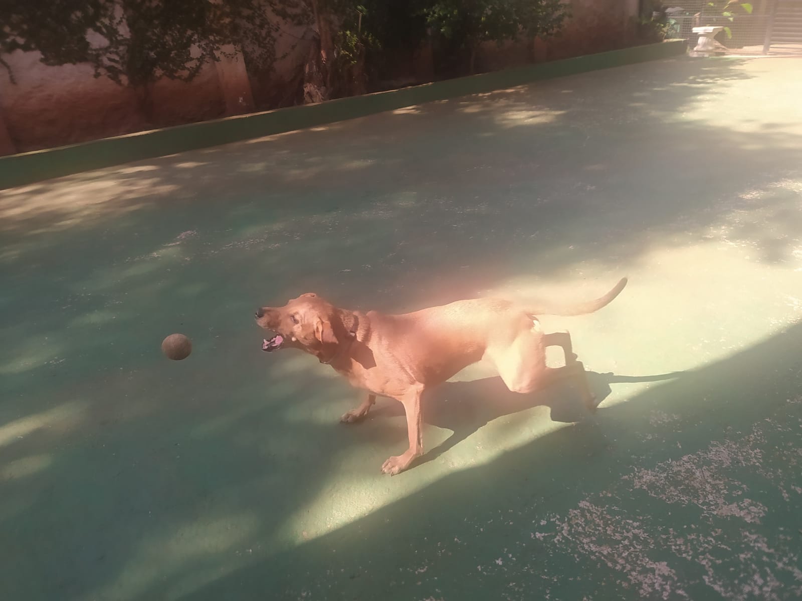 Foto do dia 13/04/2026 10:38  na clínica Animal House