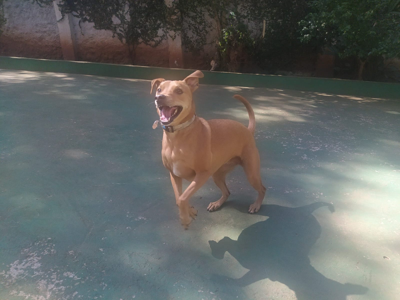 Foto do dia 13/04/2026 10:38  na clínica Animal House