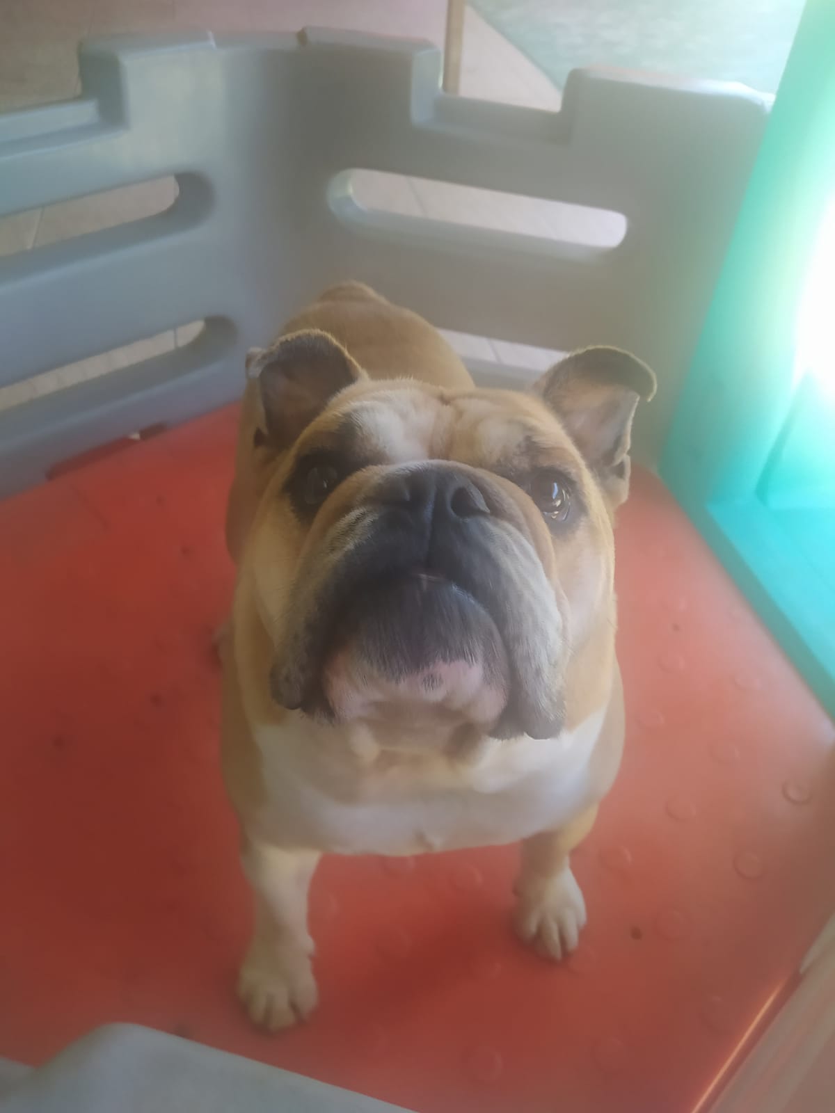 Foto do dia 13/04/2026 10:57  na clínica Animal House