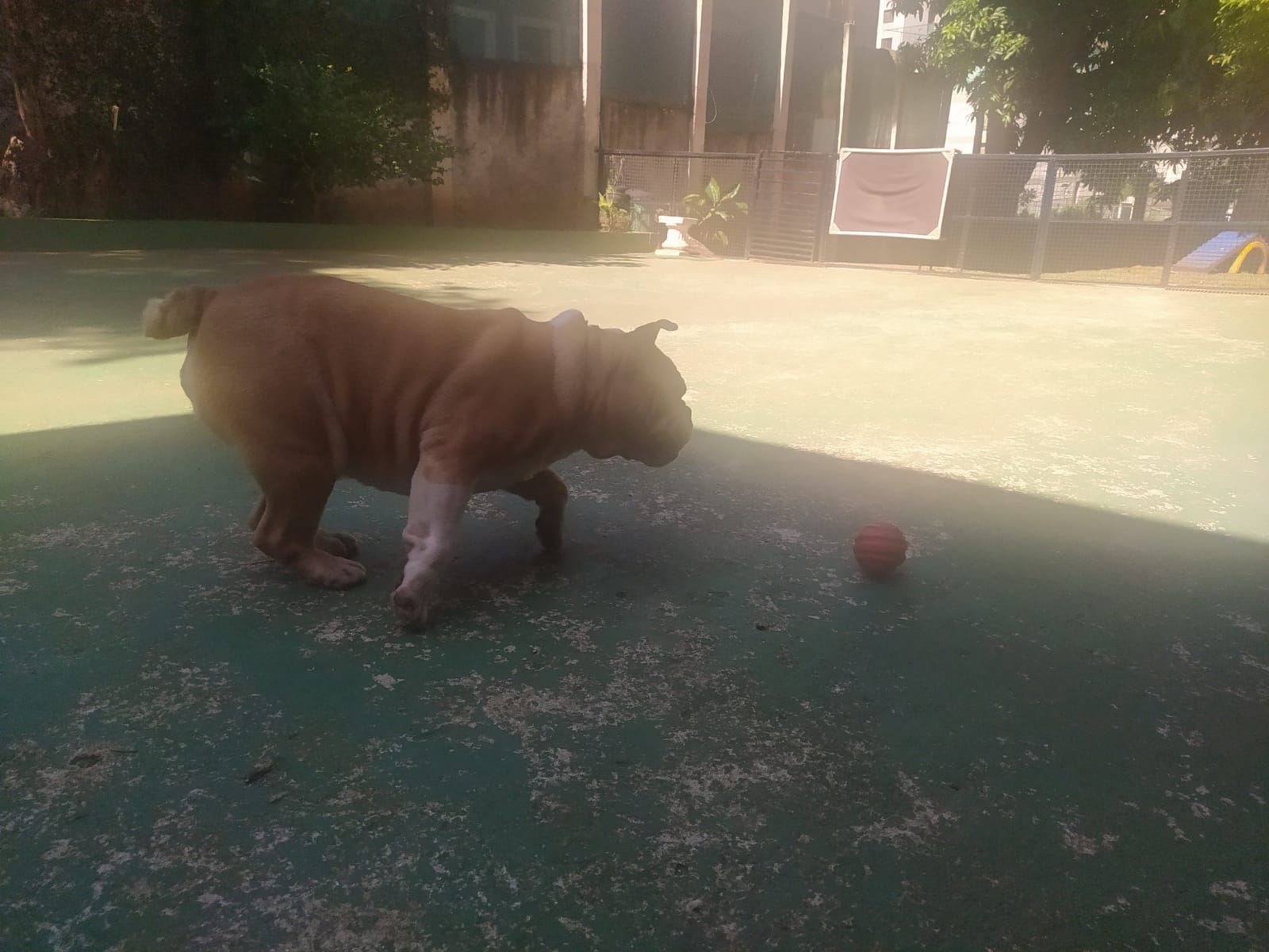 Foto do dia 13/04/2026 10:57  na clínica Animal House