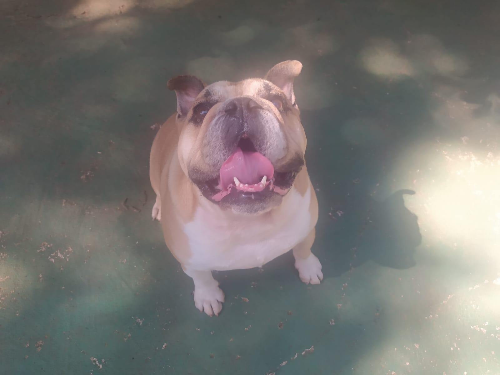 Foto do dia 13/04/2026 10:57  na clínica Animal House