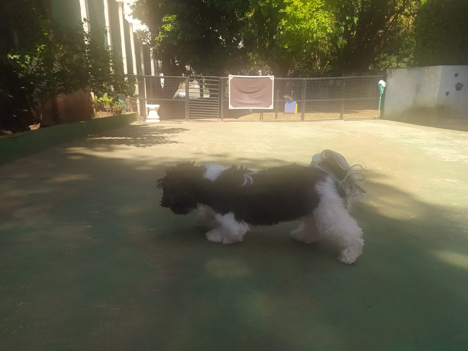 Foto do dia 13/04/2026 11:07  na clínica Animal House