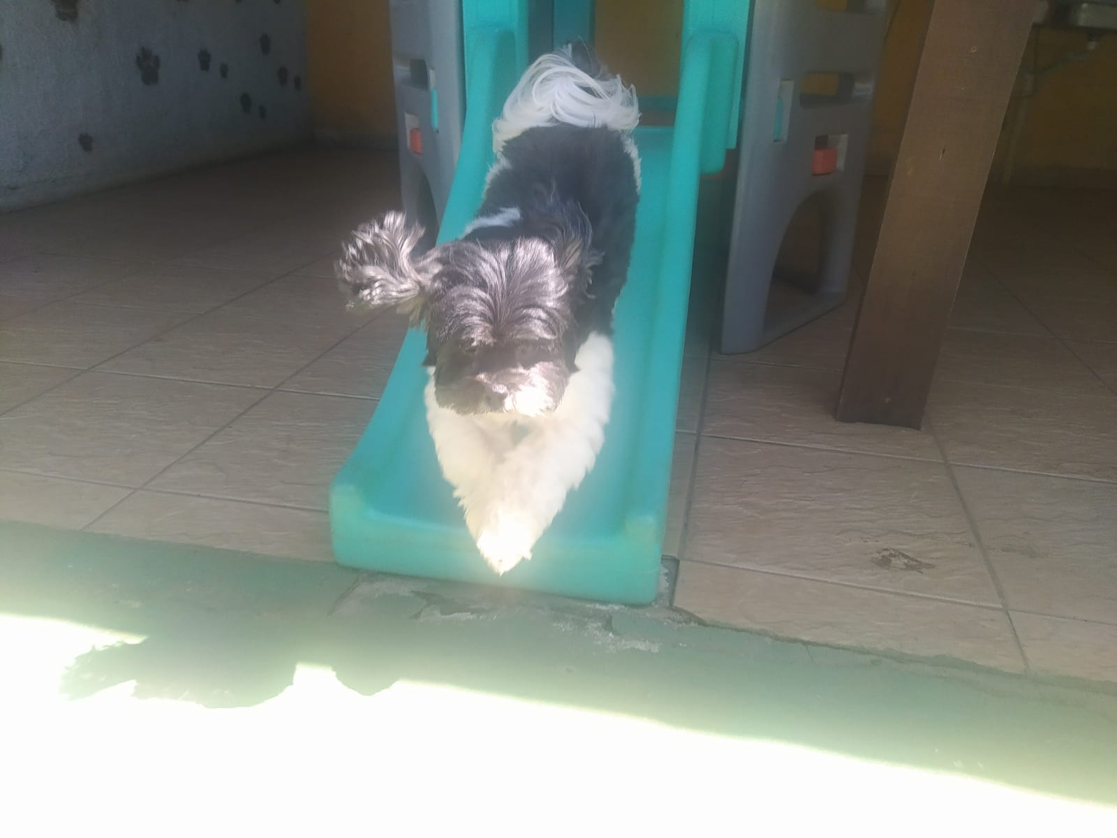 Foto do dia 13/04/2026 11:07  na clínica Animal House