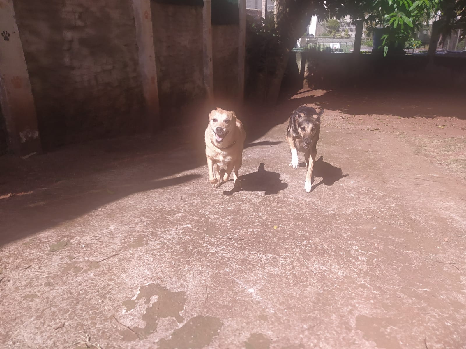 Foto do dia 14/04/2026 10:00  na clínica Animal House