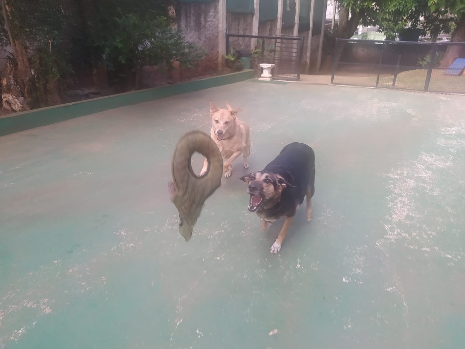 Foto do dia 14/04/2026 10:00  na clínica Animal House