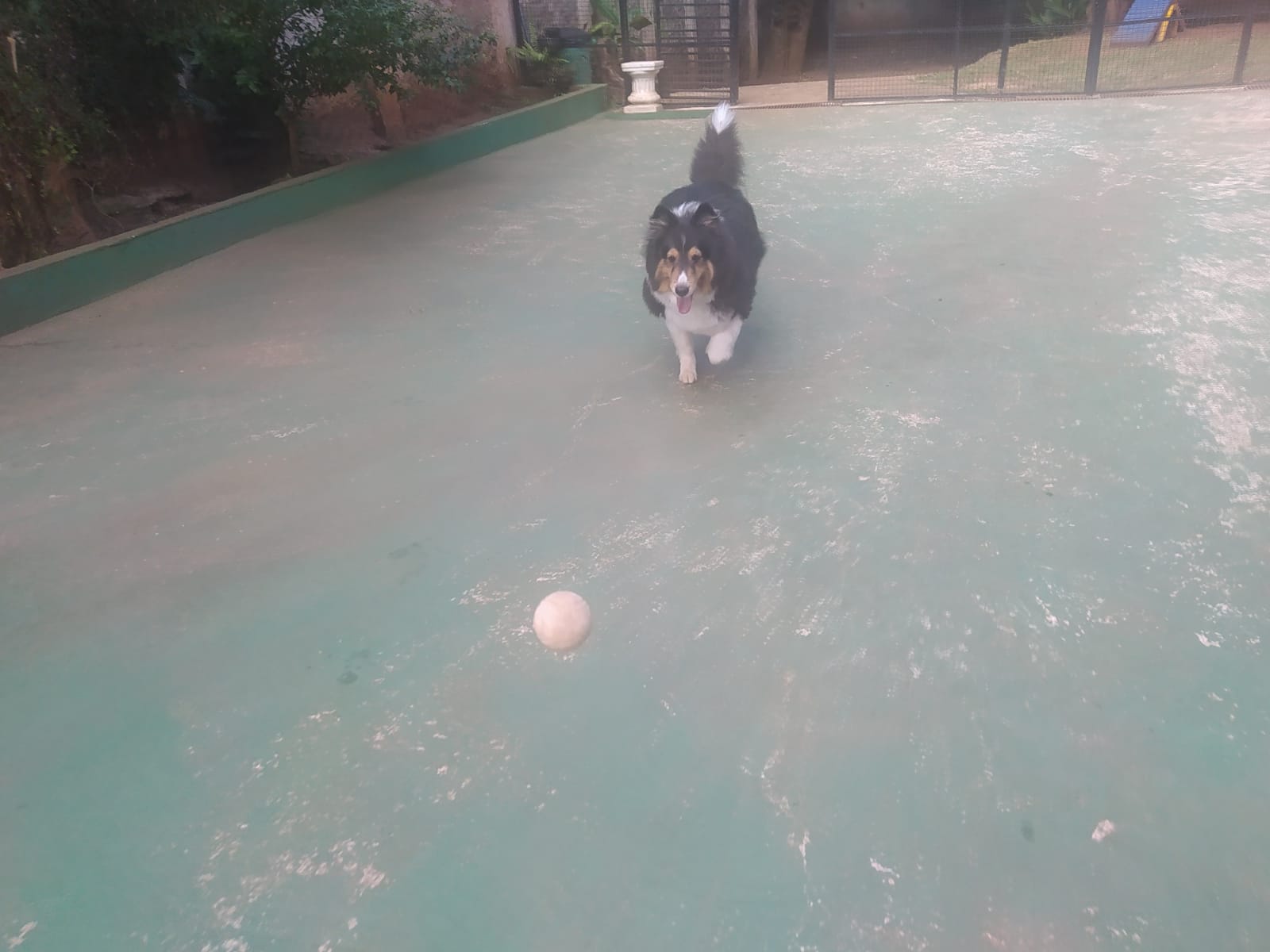 Foto do dia 14/04/2026 10:12  na clínica Animal House