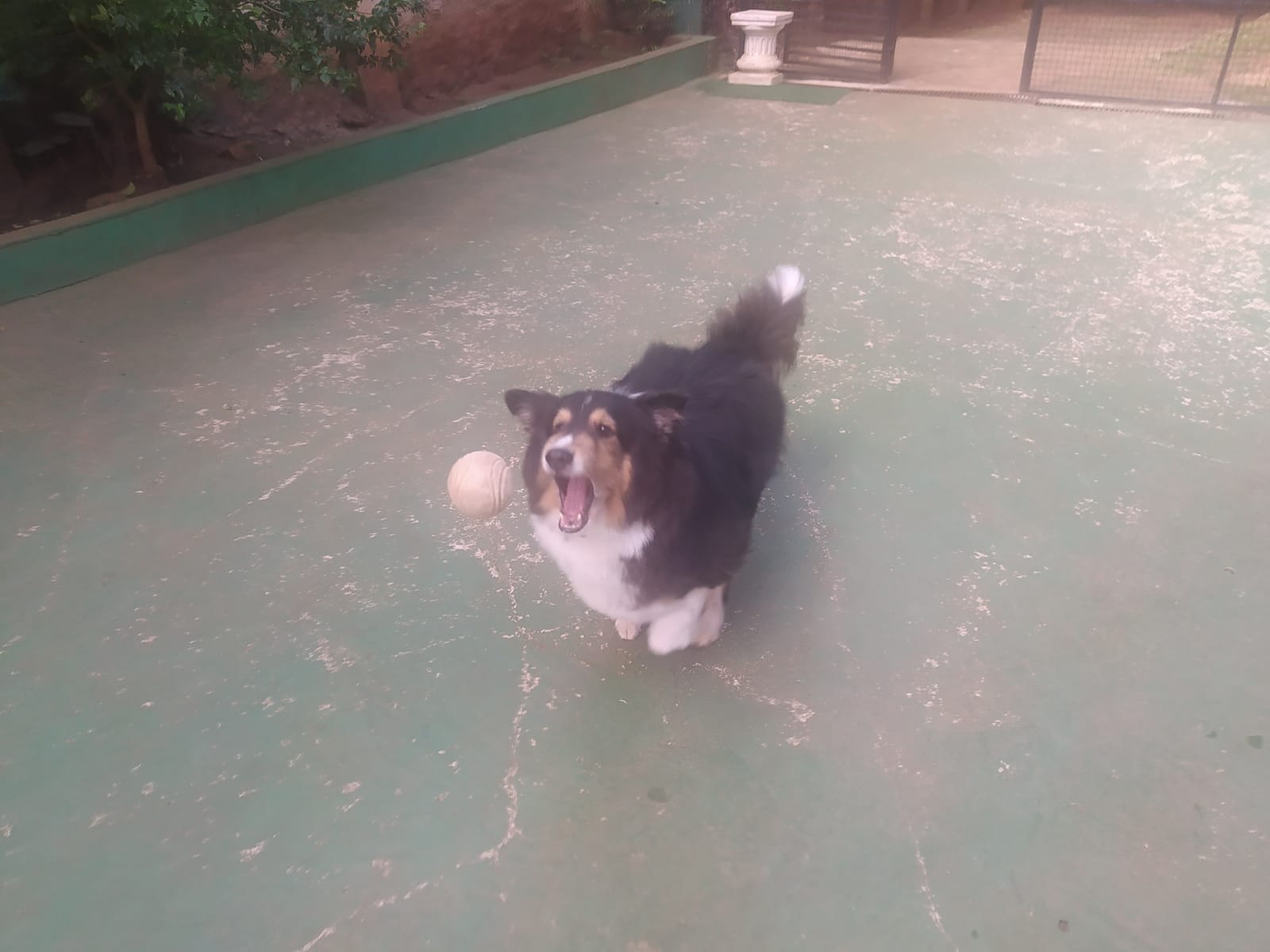 Foto do dia 14/04/2026 10:12  na clínica Animal House