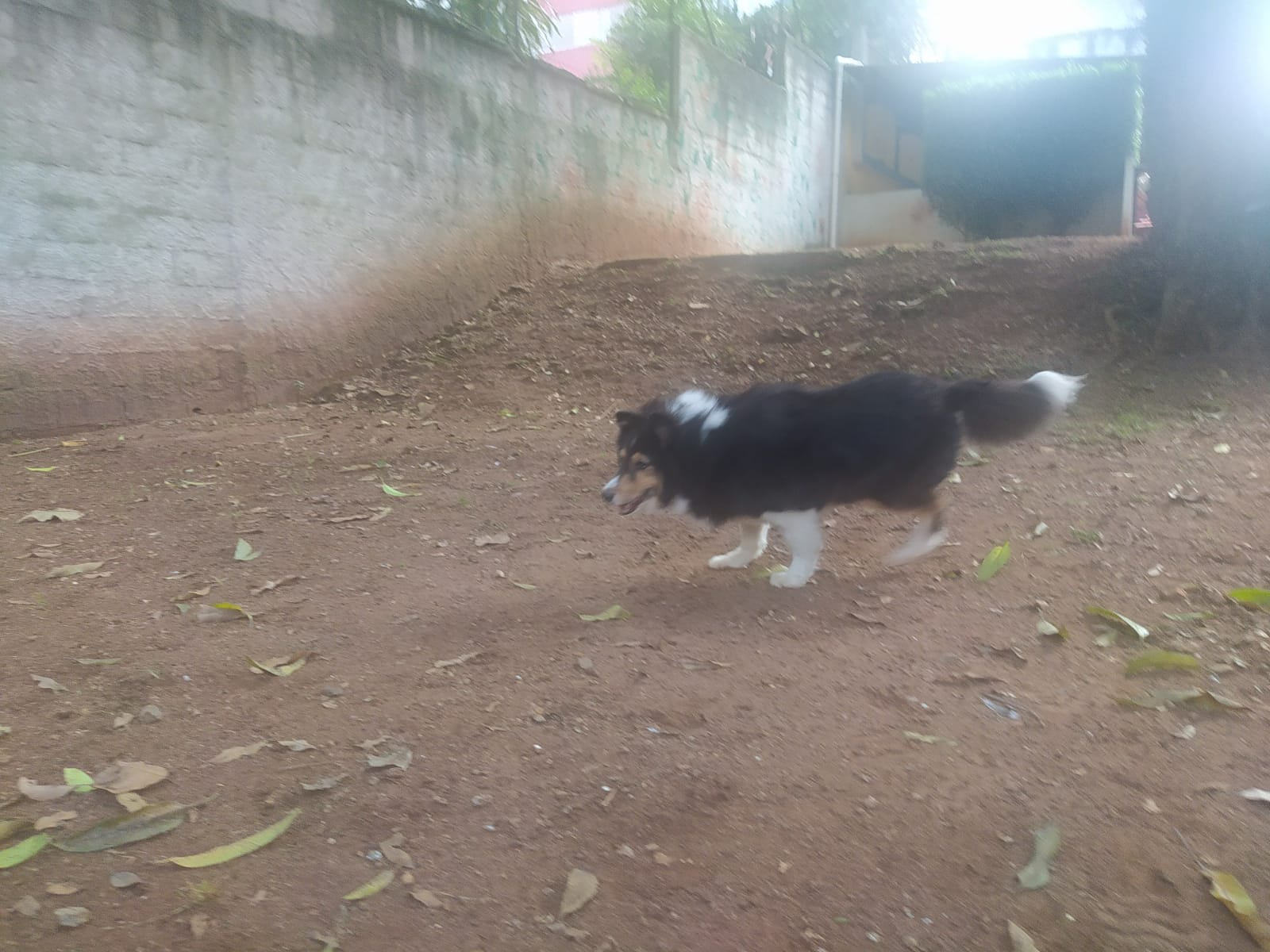 Foto do dia 14/04/2026 10:12  na clínica Animal House