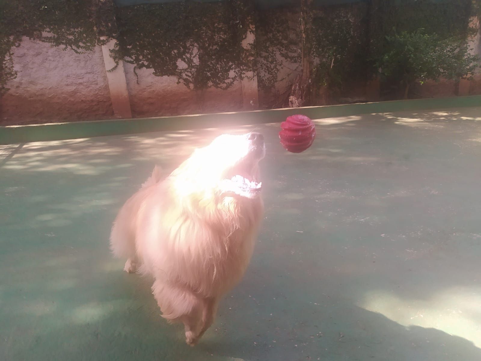 Foto do dia 14/04/2026 10:23  na clínica Animal House