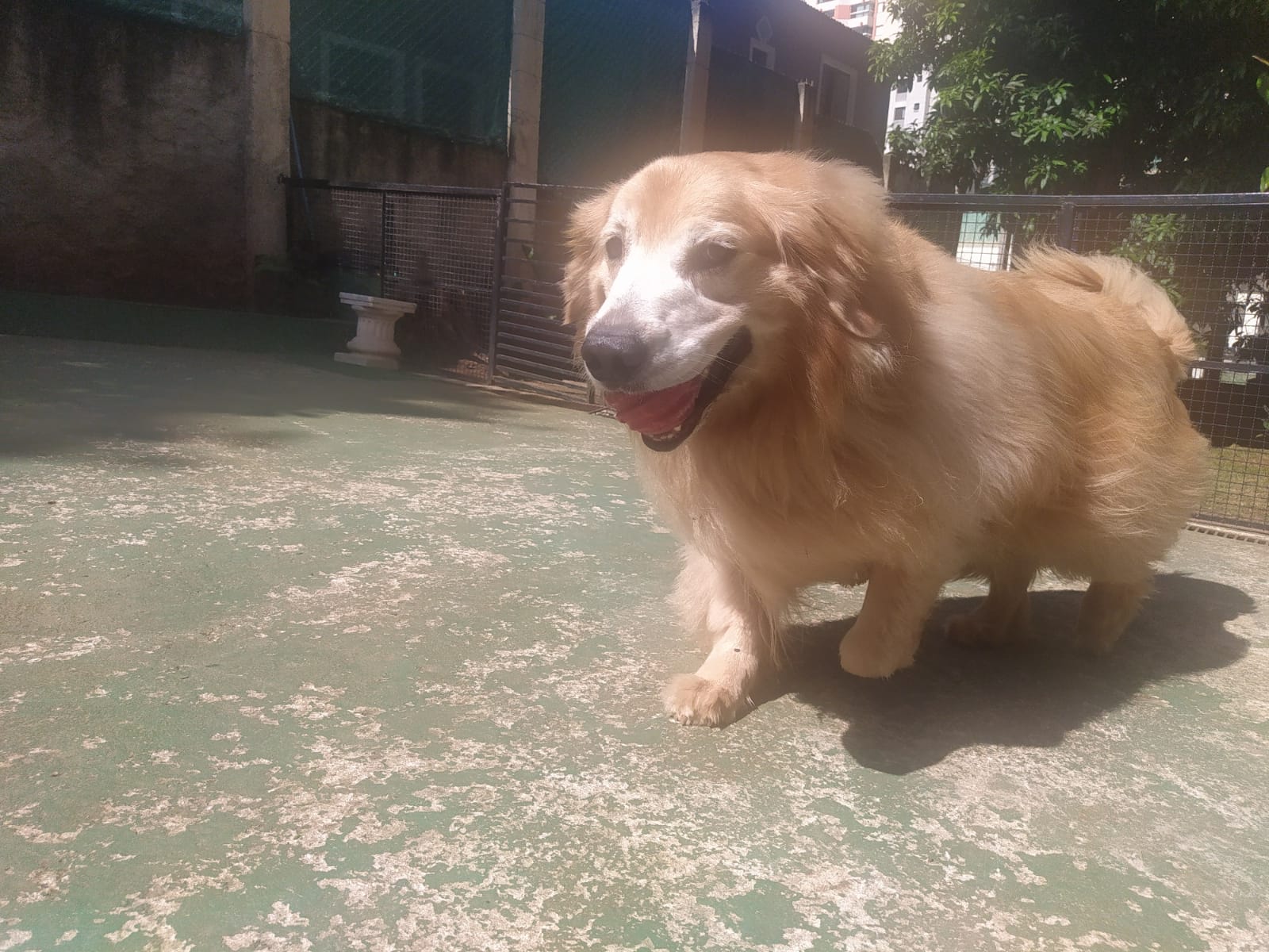 Foto do dia 14/04/2026 10:23  na clínica Animal House