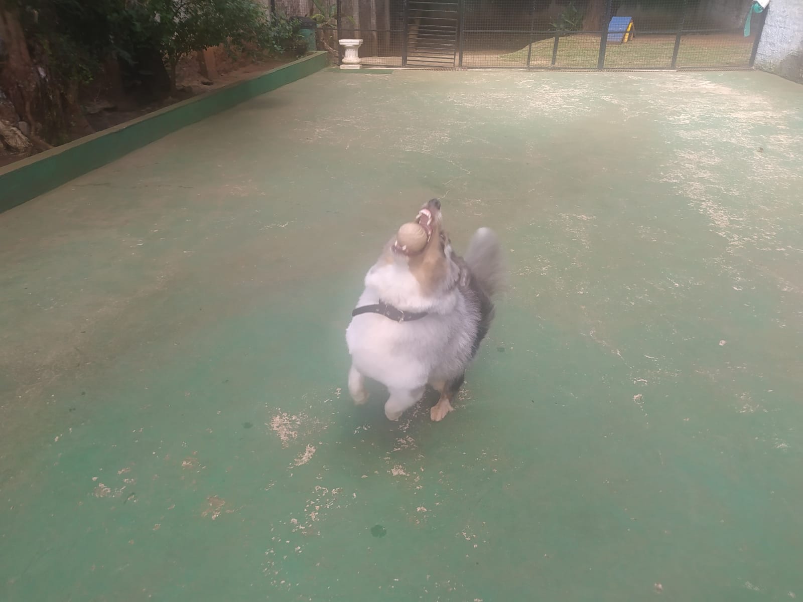 Foto do dia 14/04/2026 10:31  na clínica Animal House