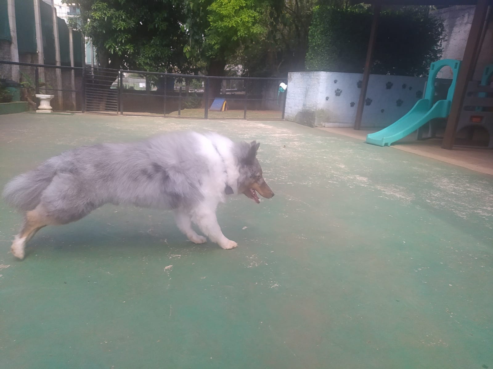 Foto do dia 14/04/2026 10:31  na clínica Animal House