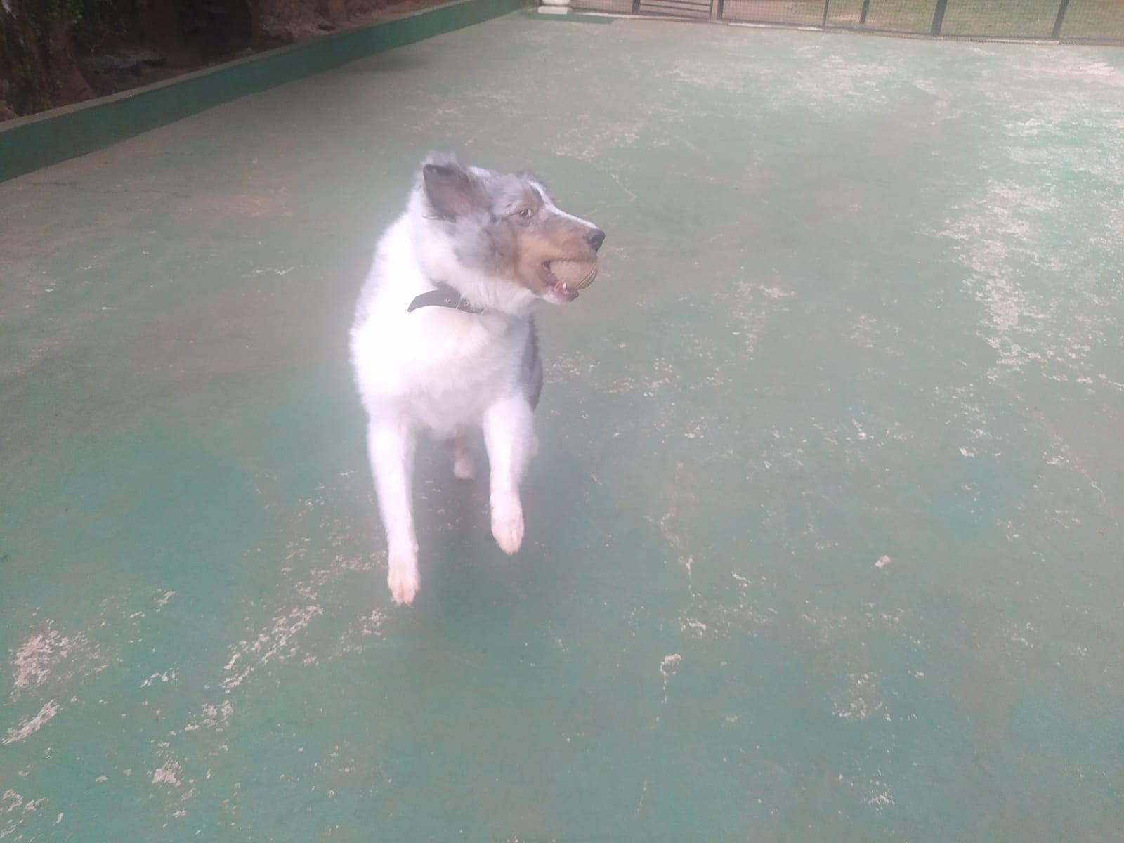 Foto do dia 14/04/2026 10:31  na clínica Animal House