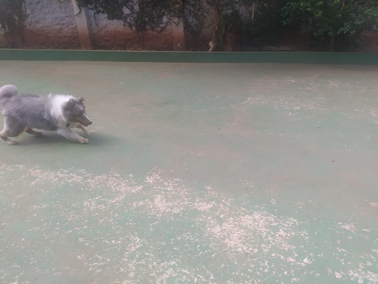 Foto do dia 14/04/2026 10:31  na clínica Animal House