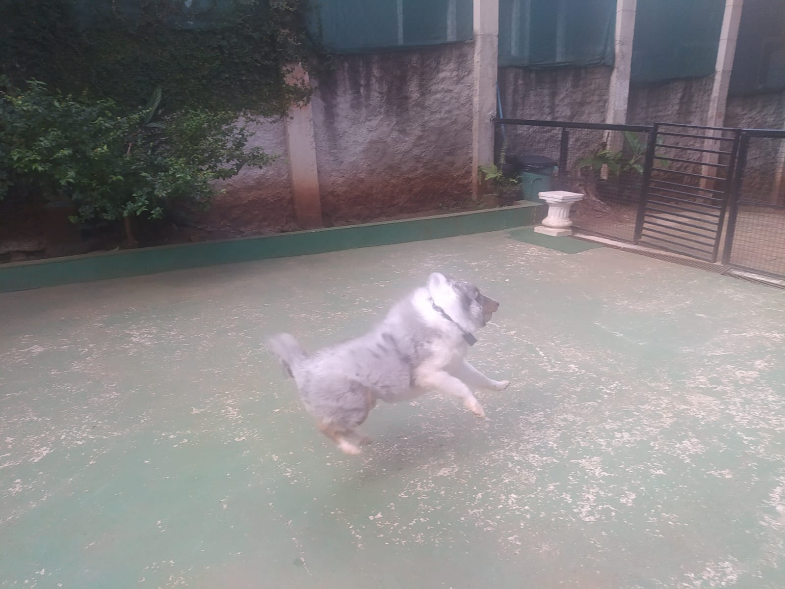 Foto do dia 14/04/2026 10:31  na clínica Animal House