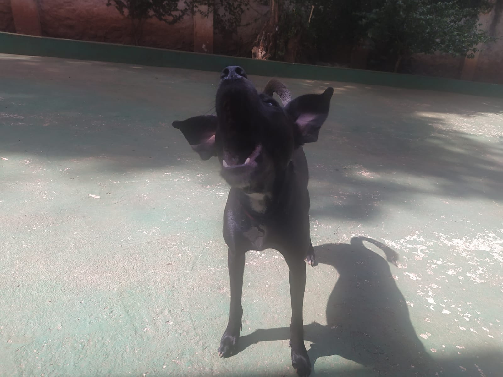 Foto do dia 14/04/2026 10:51  na clínica Animal House