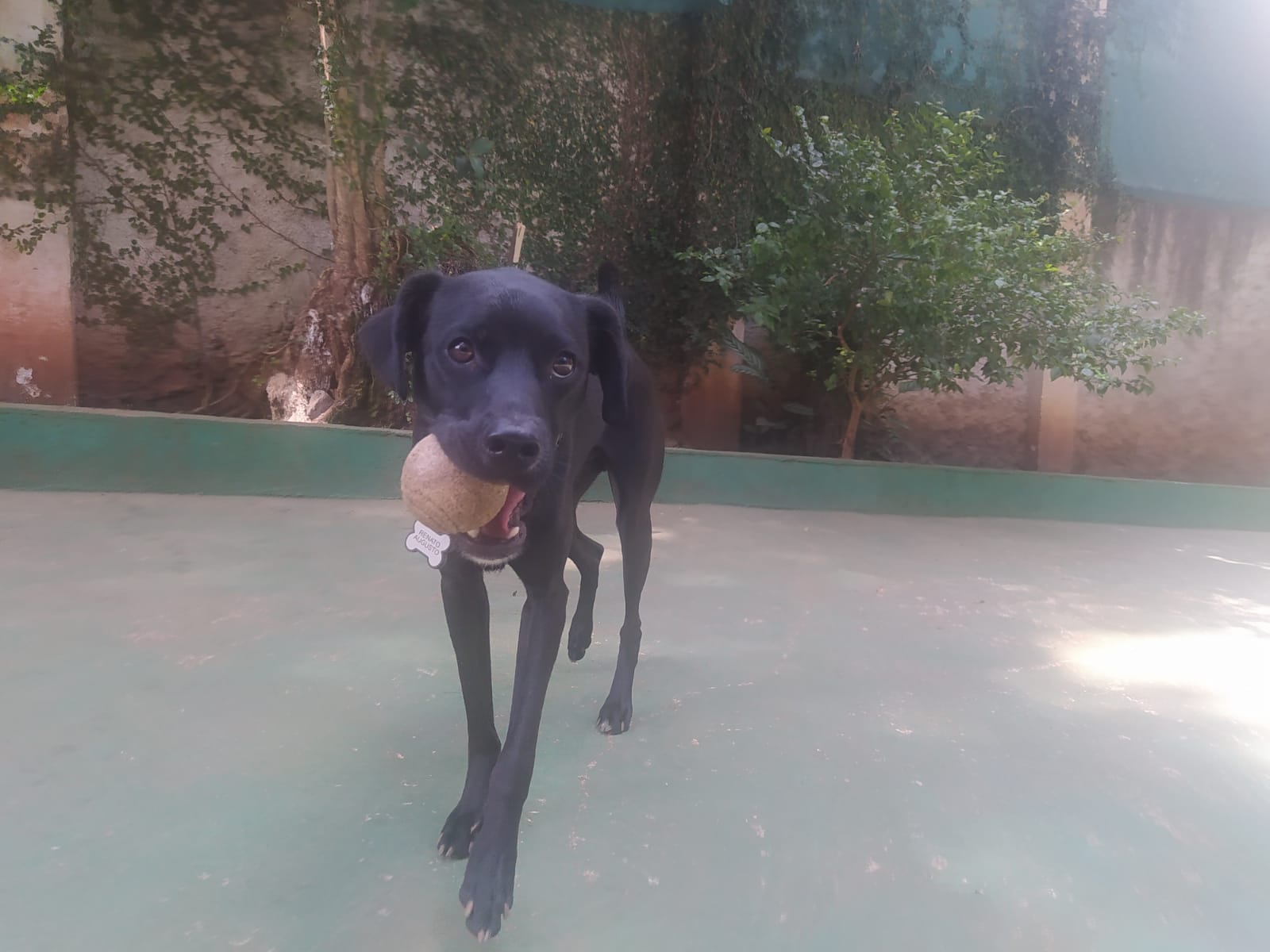 Foto do dia 14/04/2026 10:55  na clínica Animal House