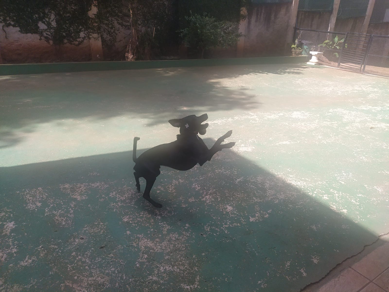 Foto do dia 14/04/2026 10:55  na clínica Animal House