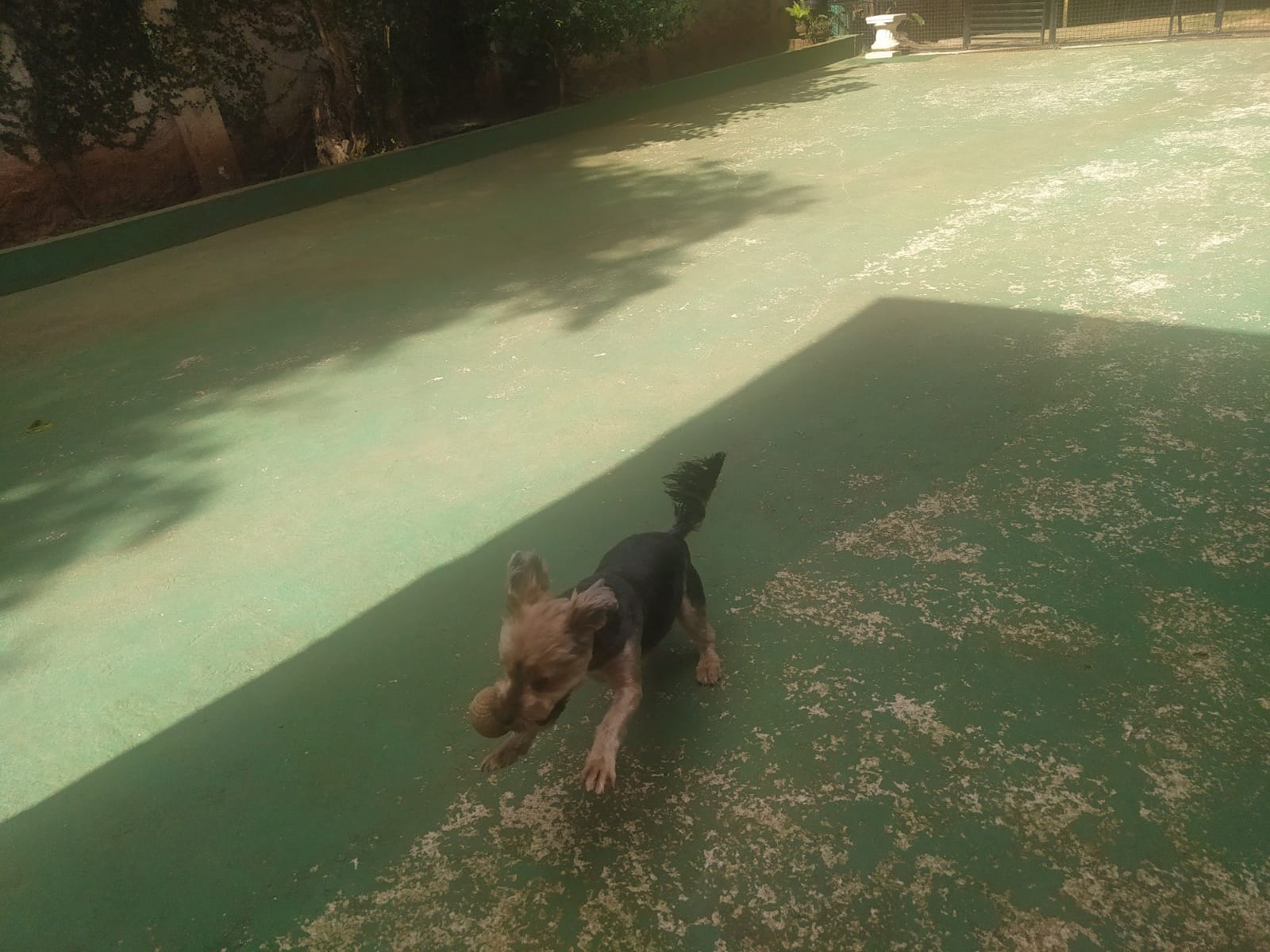 Foto do dia 14/04/2026 11:03  na clínica Animal House