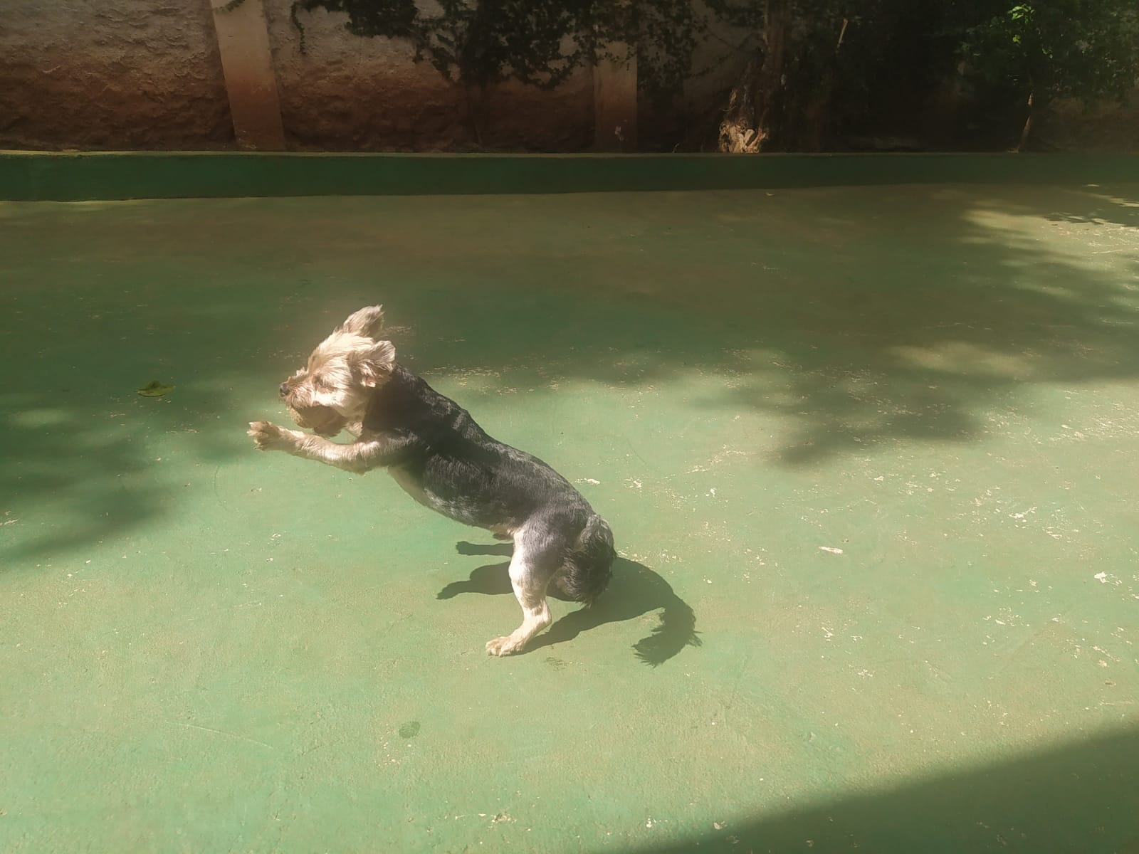 Foto do dia 14/04/2026 11:03  na clínica Animal House