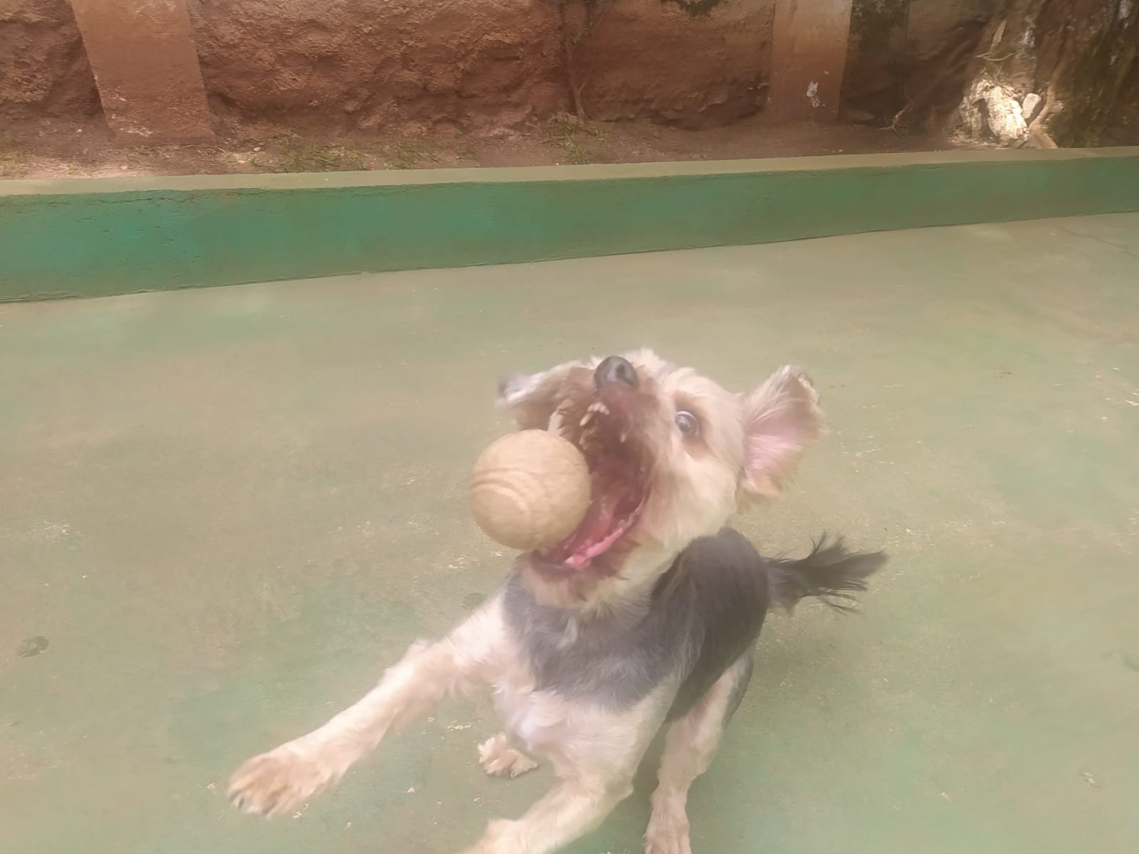 Foto do dia 14/04/2026 11:03  na clínica Animal House