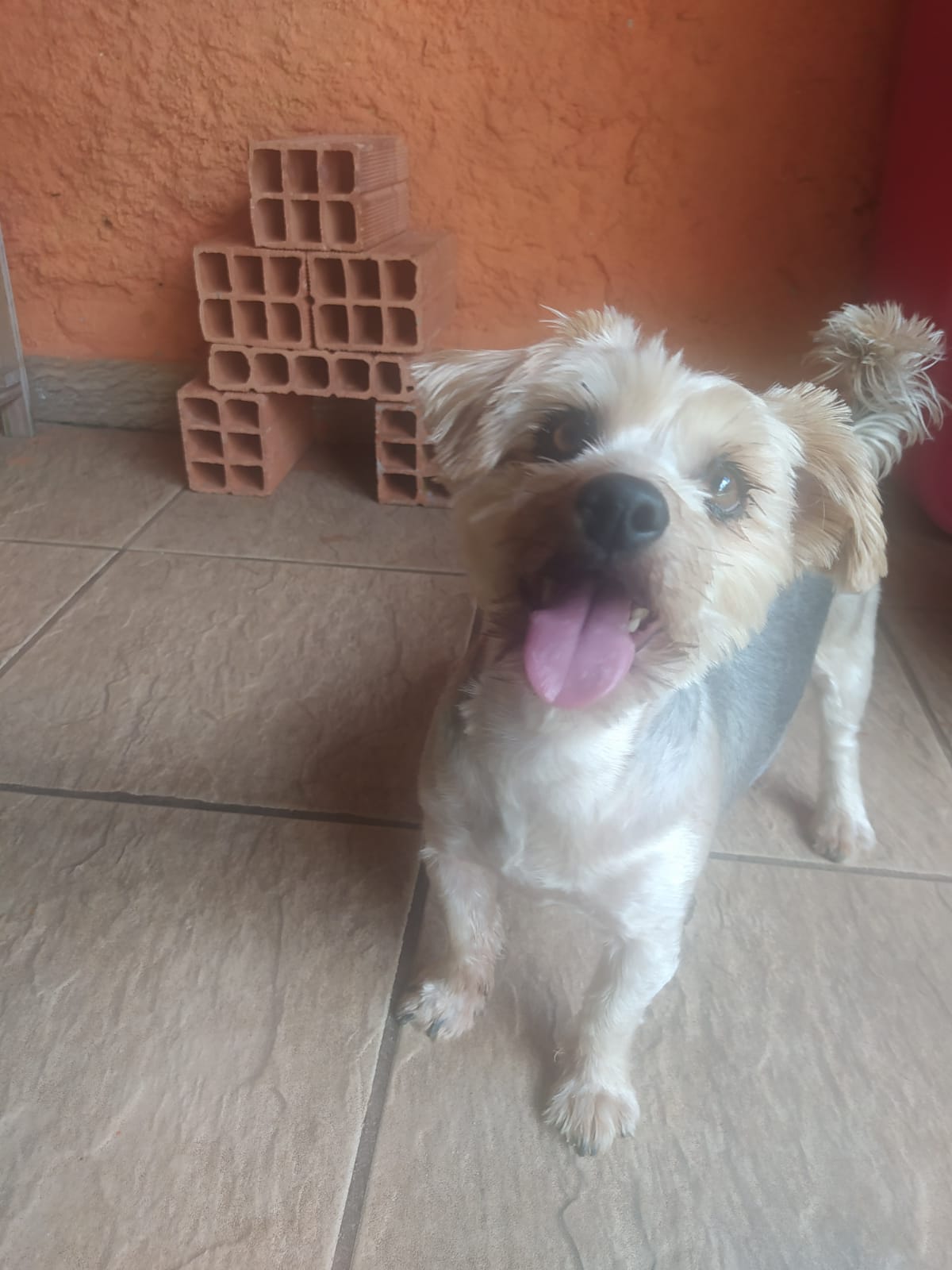 Foto do dia 14/04/2026 11:08  na clínica Animal House