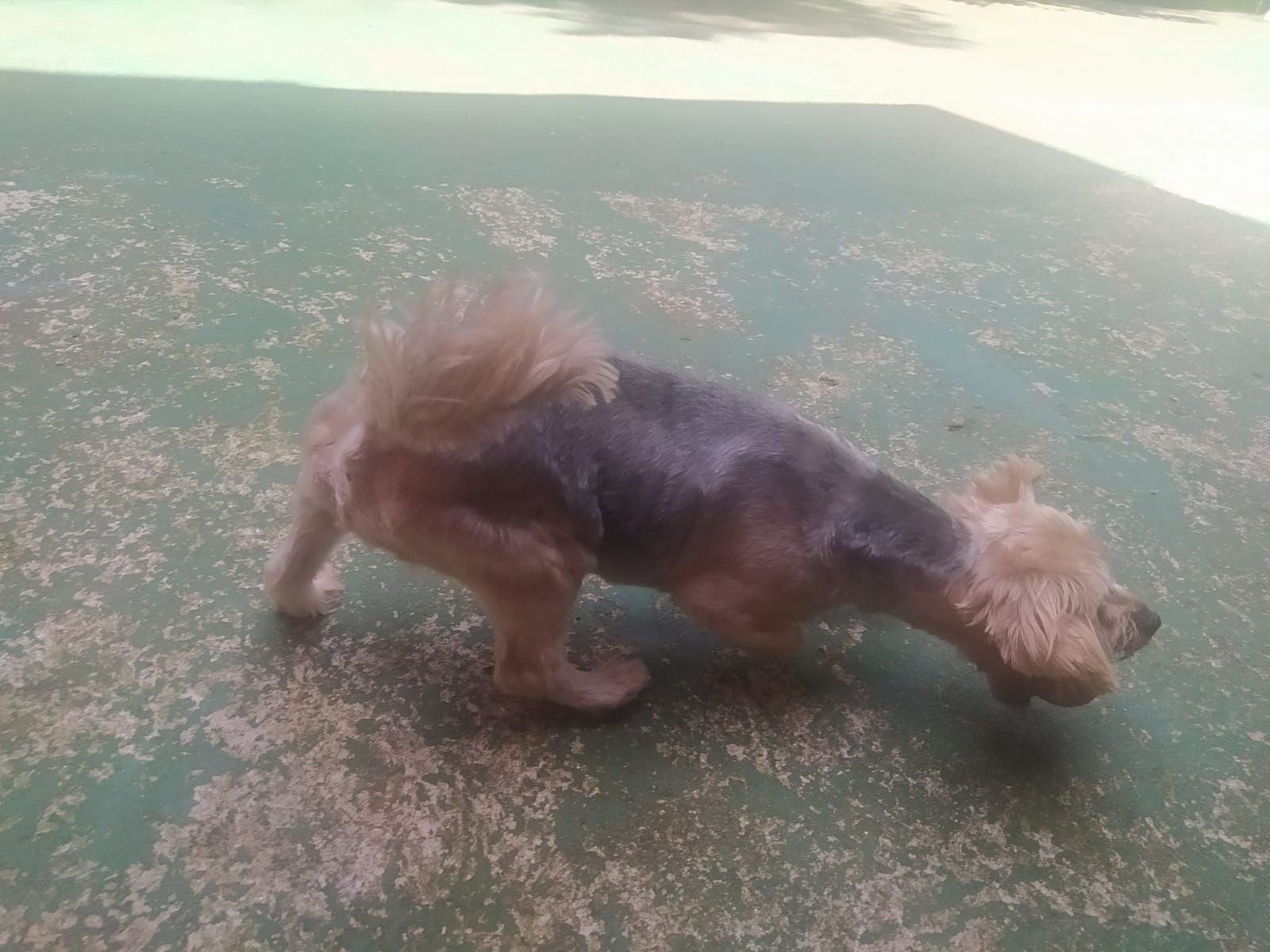 Foto do dia 14/04/2026 11:08  na clínica Animal House