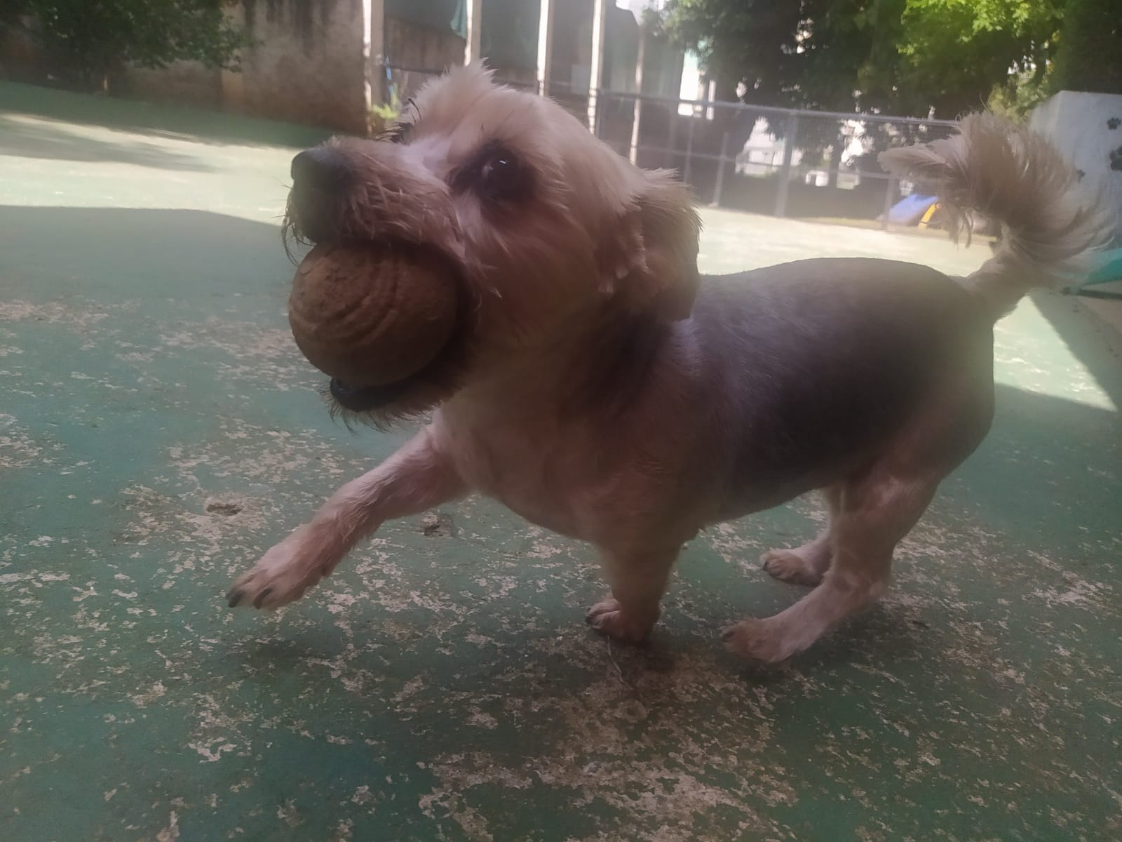 Foto do dia 14/04/2026 11:08  na clínica Animal House